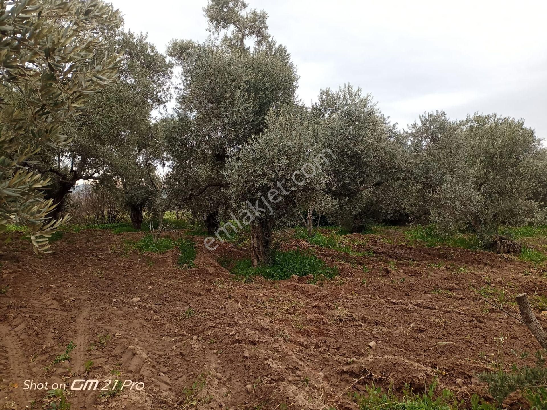 Aydın Germencik Gümüşyeniköyde Satılık Süper İncir Ve Zeytin Bahçesi - Görsel 29
