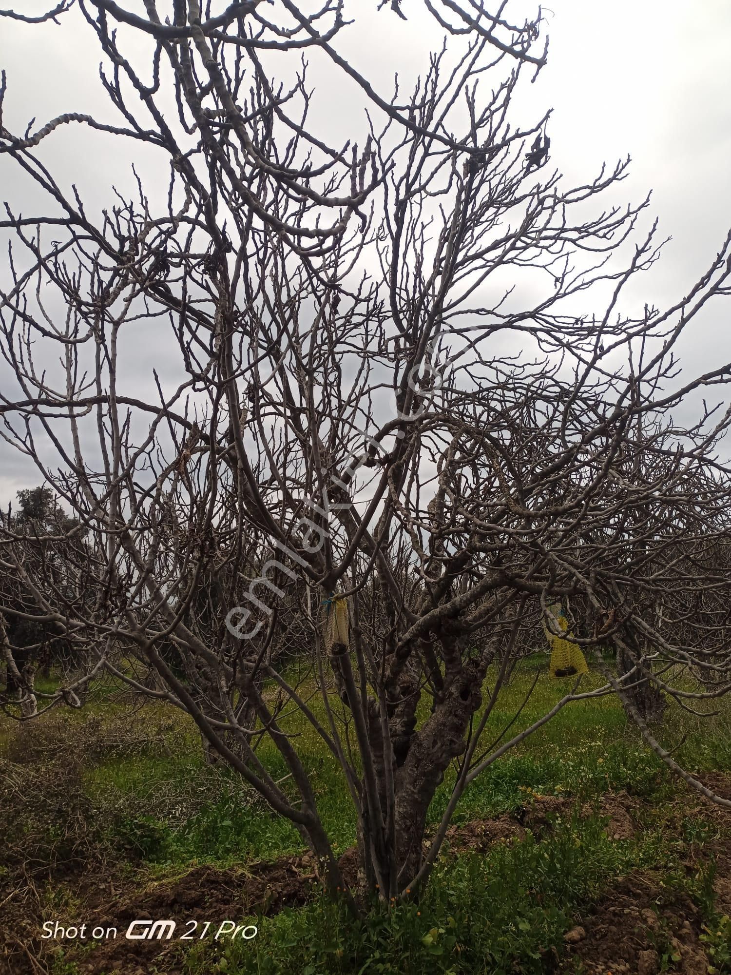 Aydın Germencik Gümüşyeniköyde Satılık Süper İncir Ve Zeytin Bahçesi - Görsel 28