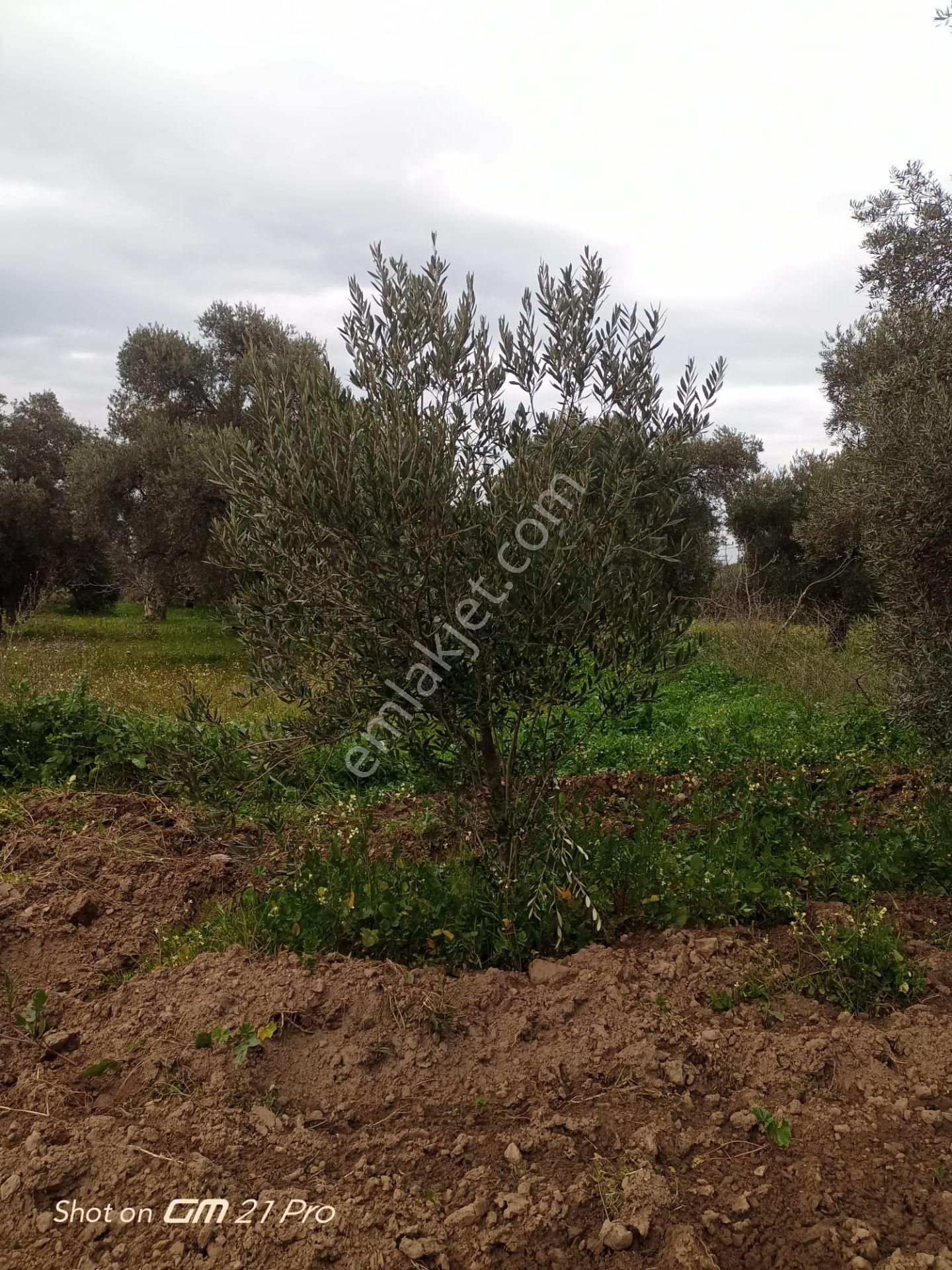 Aydın Germencik Gümüşyeniköyde Satılık Süper İncir Ve Zeytin Bahçesi - Görsel 13