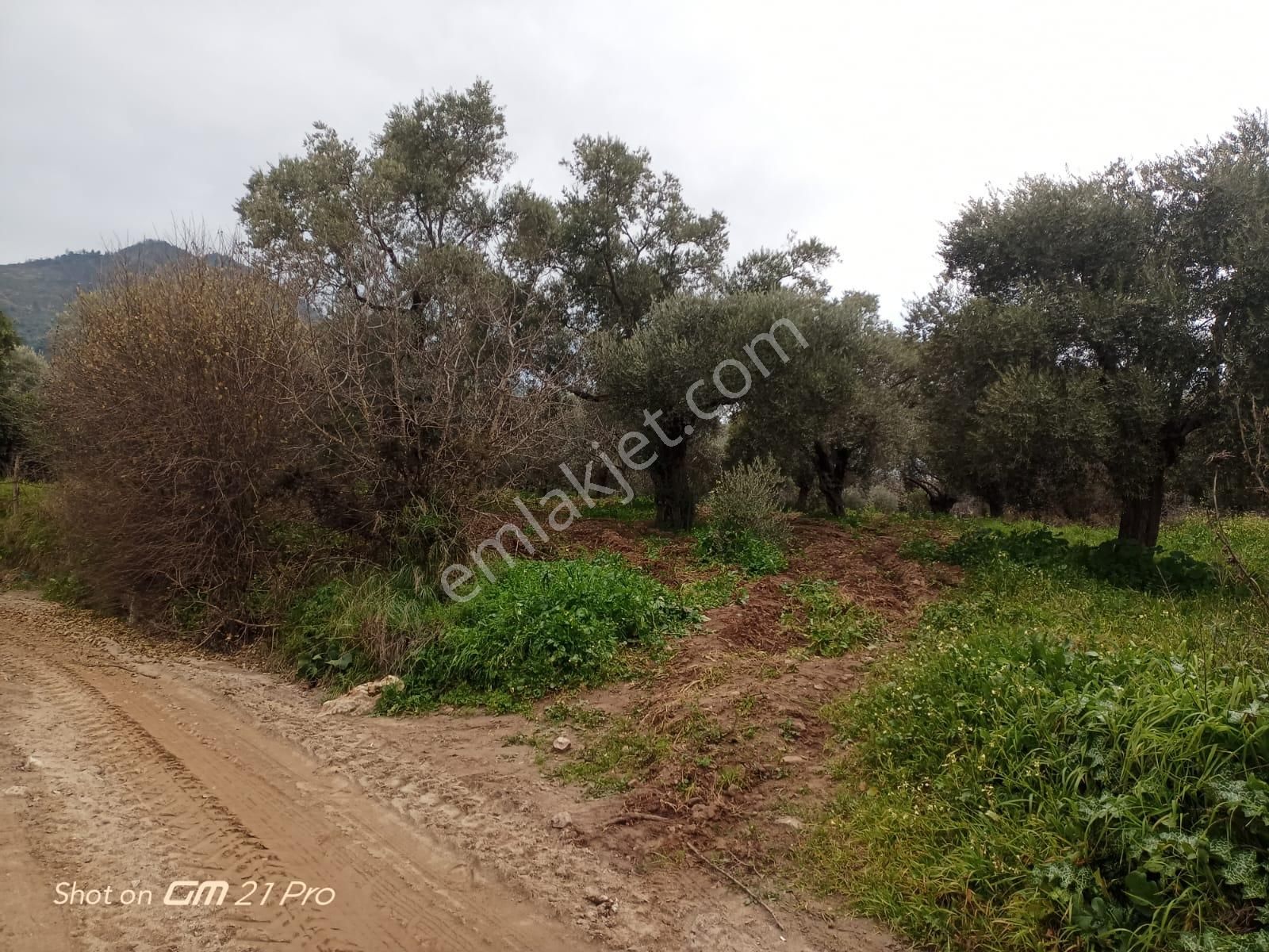 Aydın Germencik Gümüşyeniköyde Satılık Süper İncir Ve Zeytin Bahçesi - Görsel 6