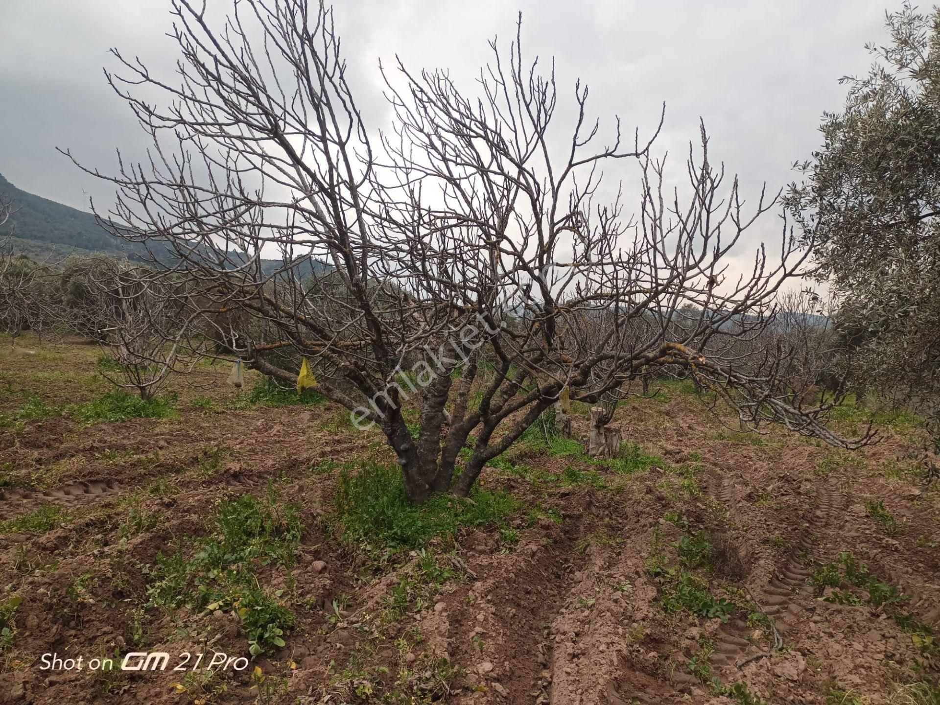 Aydın Germencik Gümüşyeniköyde Satılık Süper İncir Ve Zeytin Bahçesi - Görsel 24