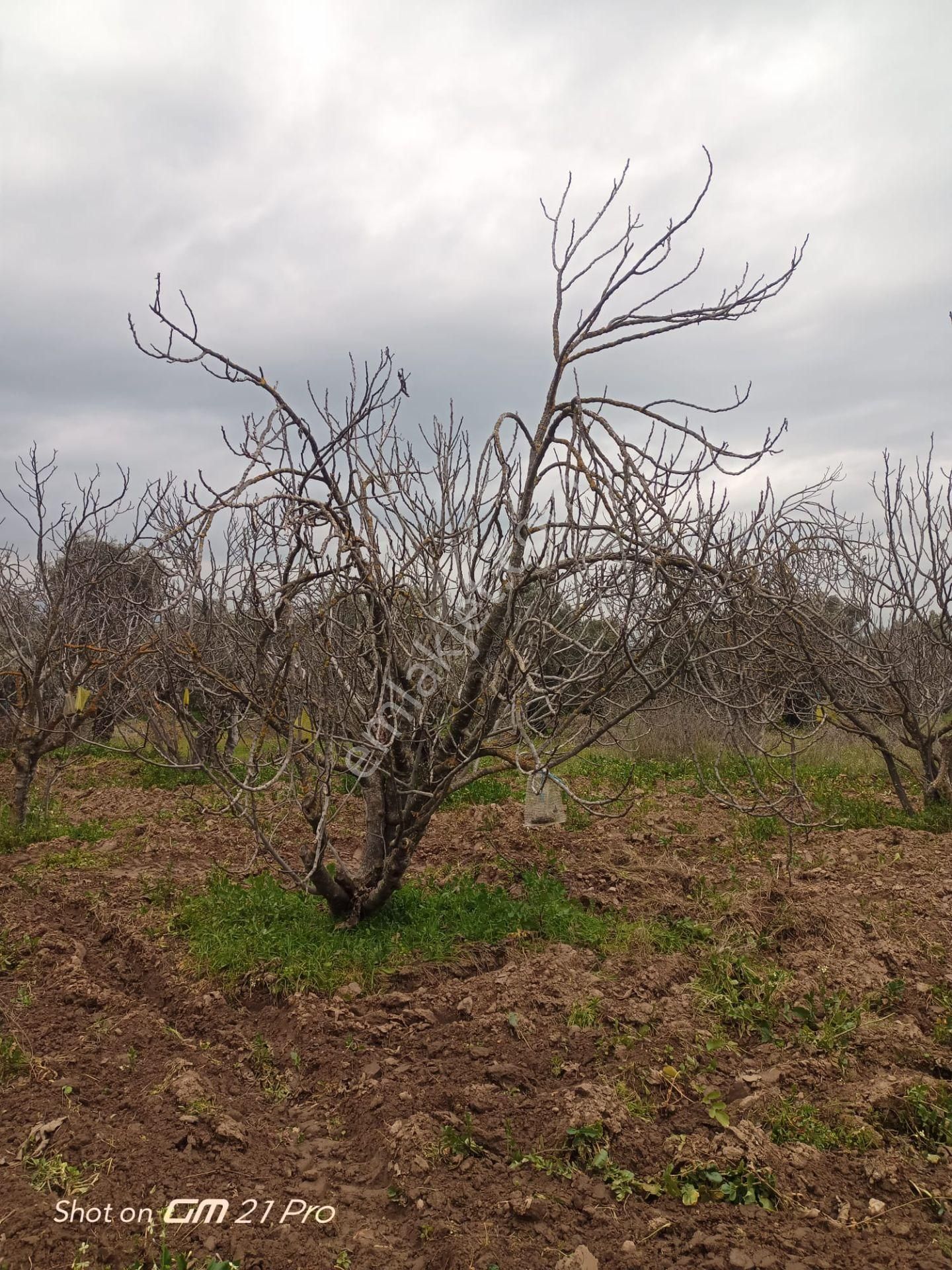 Aydın Germencik Gümüşyeniköyde Satılık Süper İncir Ve Zeytin Bahçesi - Görsel 31
