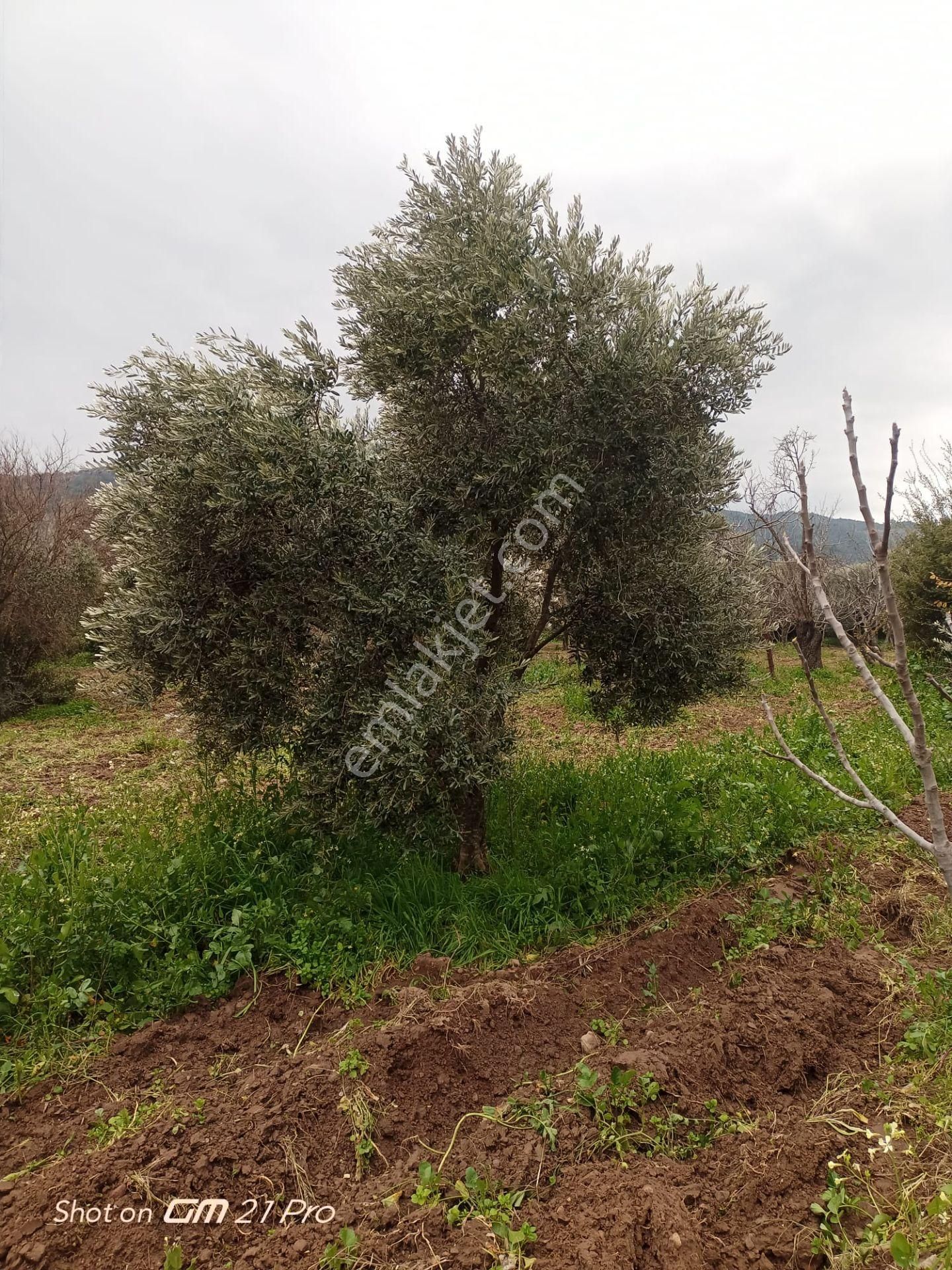 Aydın Germencik Gümüşyeniköyde Satılık Süper İncir Ve Zeytin Bahçesi - Görsel 32