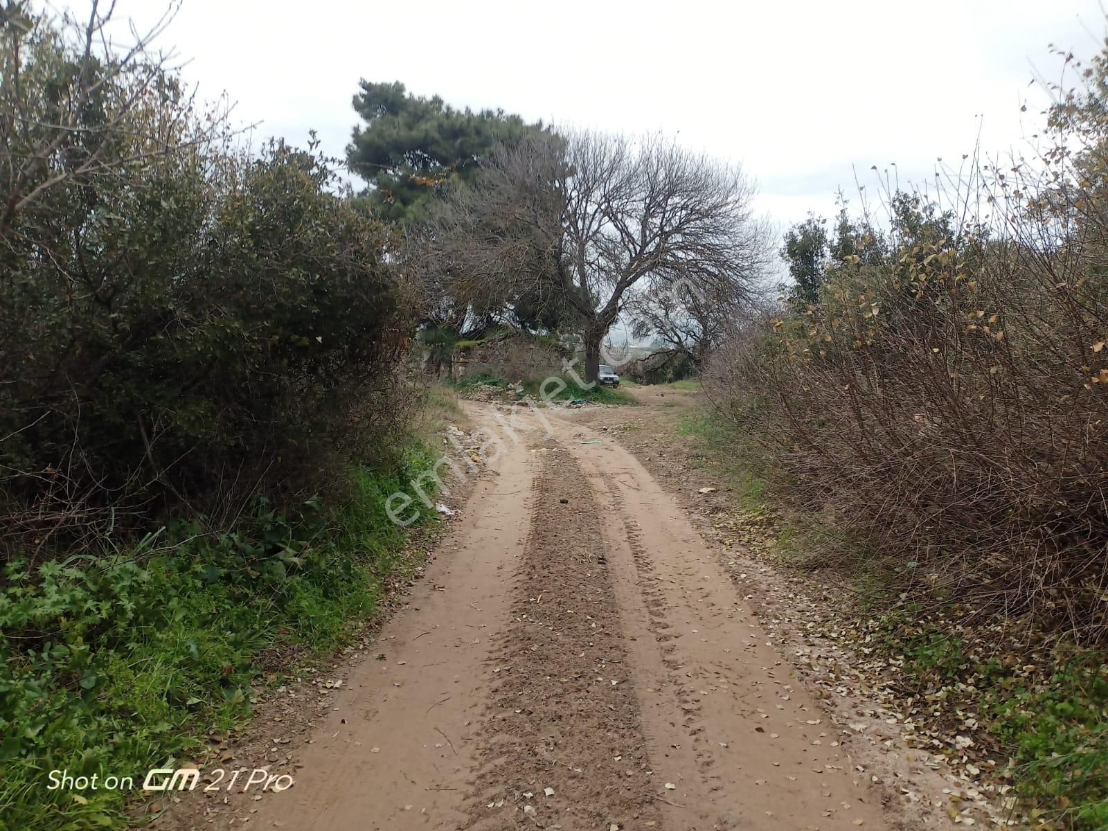 Aydın Germencik Gümüşyeniköyde Satılık Süper İncir Ve Zeytin Bahçesi - Görsel 8