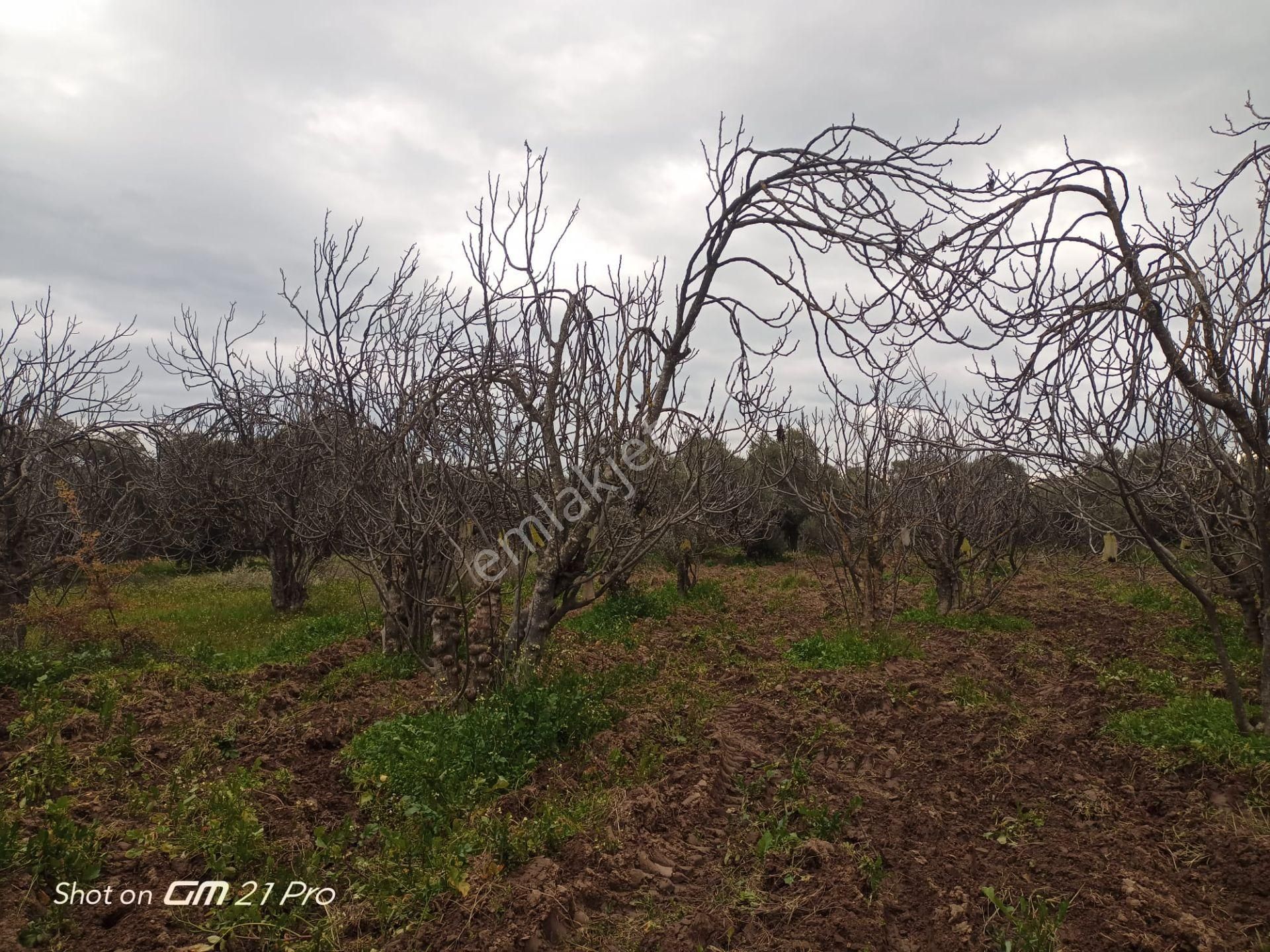 Aydın Germencik Gümüşyeniköyde Satılık Süper İncir Ve Zeytin Bahçesi - Görsel 23