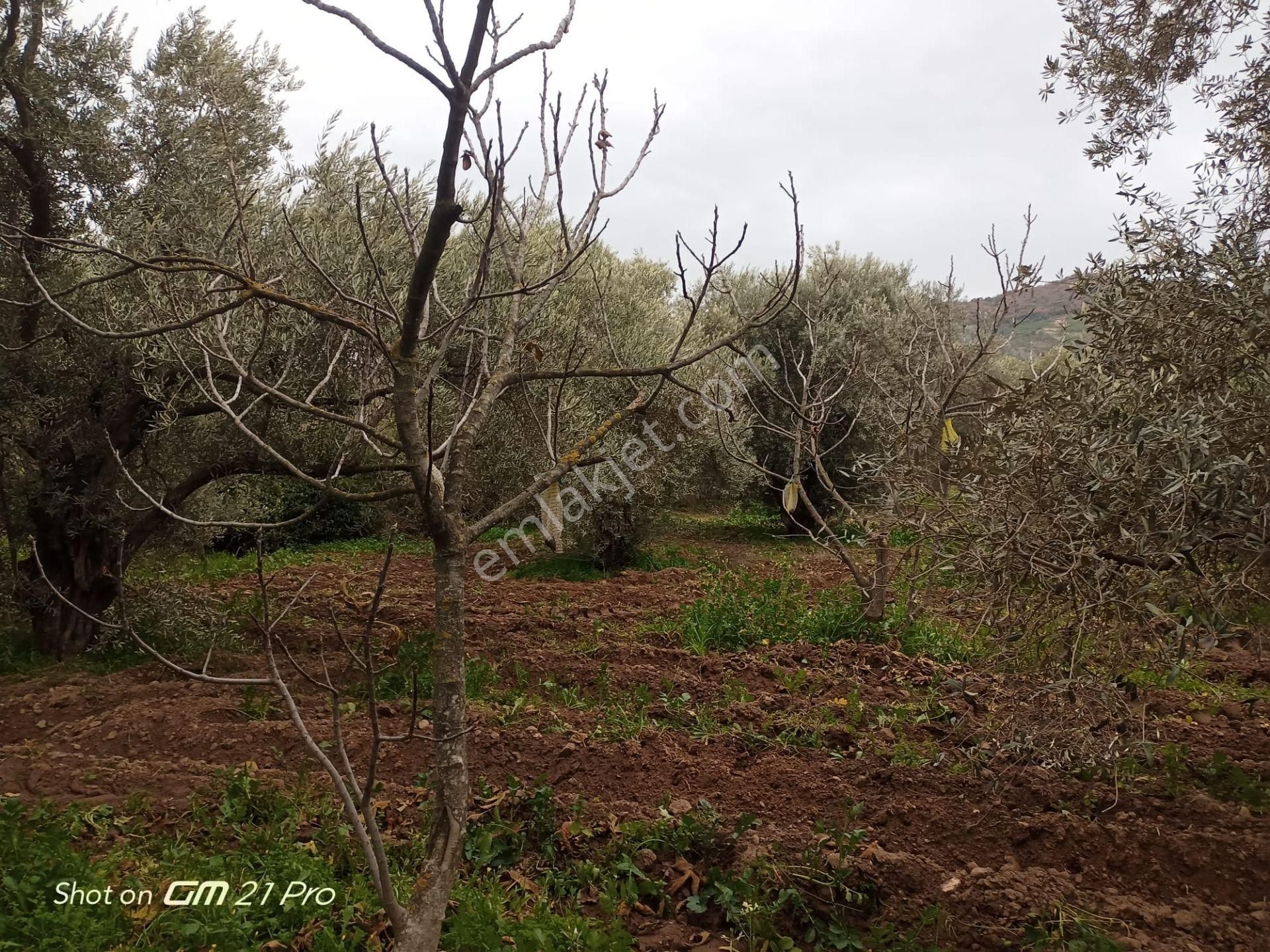 Aydın Germencik Gümüşyeniköyde Satılık Süper İncir Ve Zeytin Bahçesi - Görsel 35