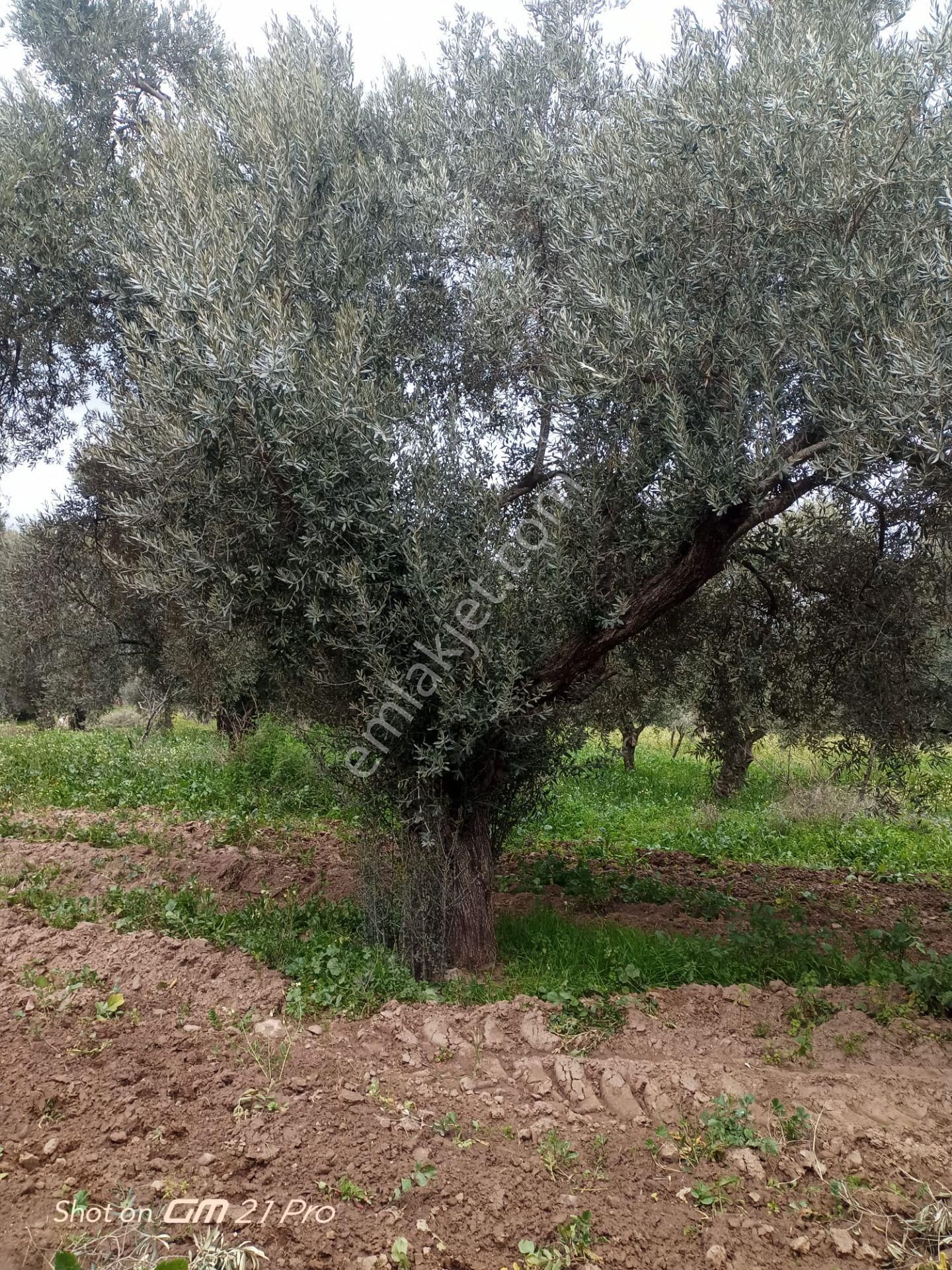 Aydın Germencik Gümüşyeniköyde Satılık Süper İncir Ve Zeytin Bahçesi - Görsel 33