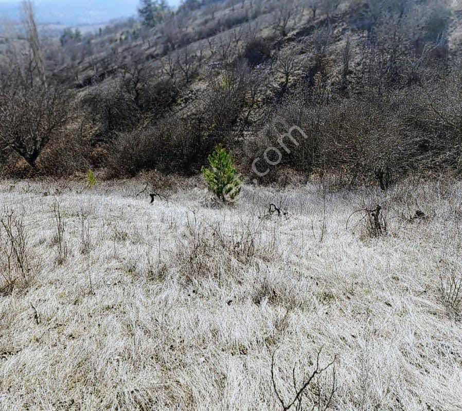 Megeden Orhanelinde Satılık Müstakil Tarla - Görsel 6