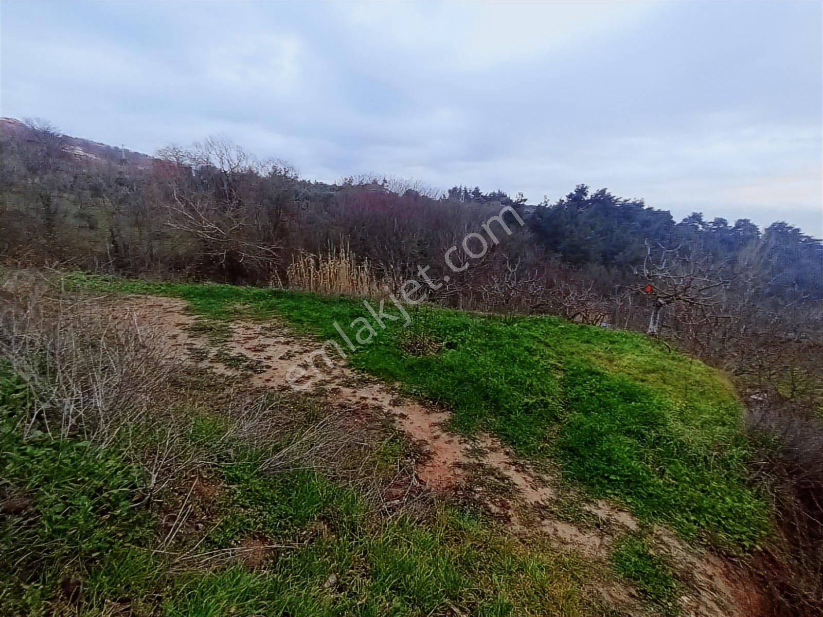 Gündoğdunun İçinde Satılık Tek Tapu Tarla Elektrik Su Var - Görsel 9