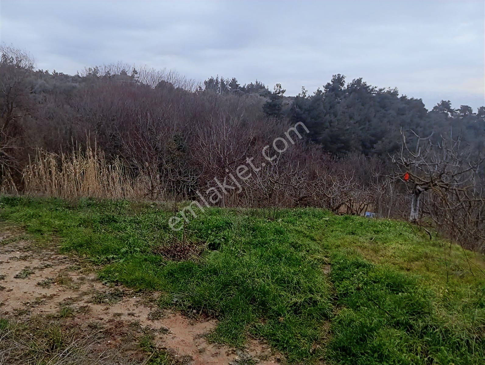 Gündoğdunun İçinde Satılık Tek Tapu Tarla Elektrik Su Var - Görsel 12