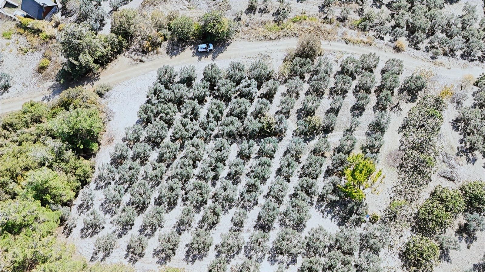 4.450m2 Çepni'ye 500 Mt. Yola Cephe , Ormana Sınır ,fırsat Arazi - Görsel 14