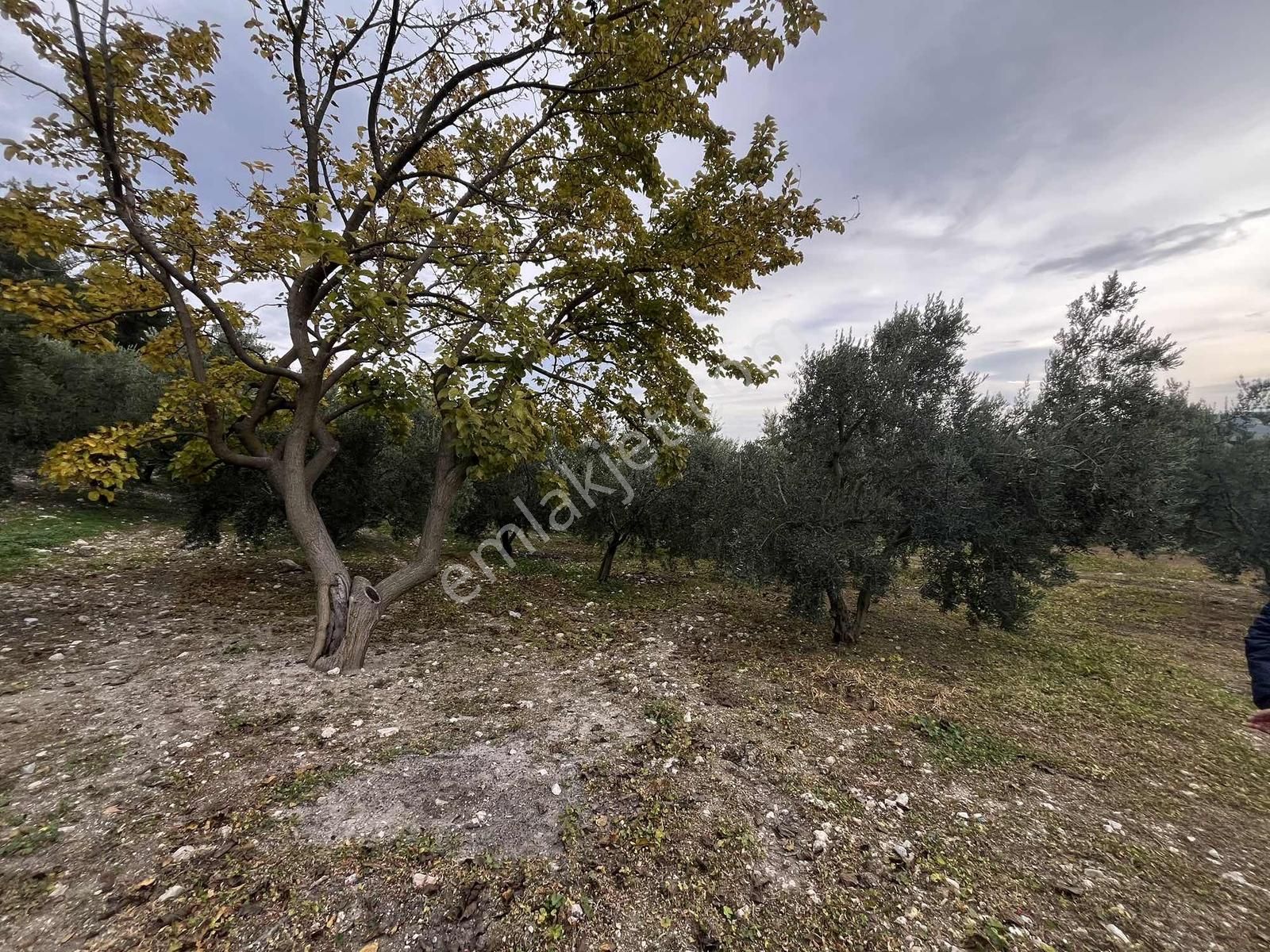 4.450m2 Çepni'ye 500 Mt. Yola Cephe , Ormana Sınır ,fırsat Arazi - Görsel 15