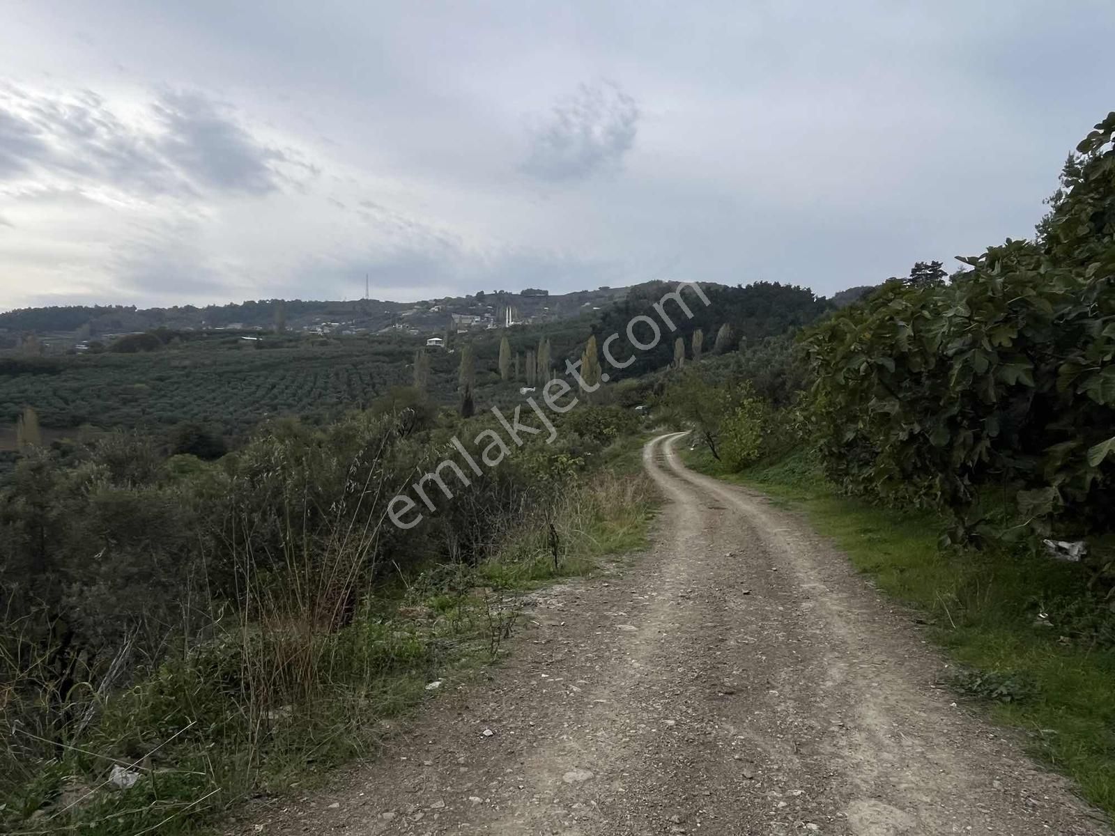 4.450m2 Çepni'ye 500 Mt. Yola Cephe , Ormana Sınır ,fırsat Arazi - Görsel 10