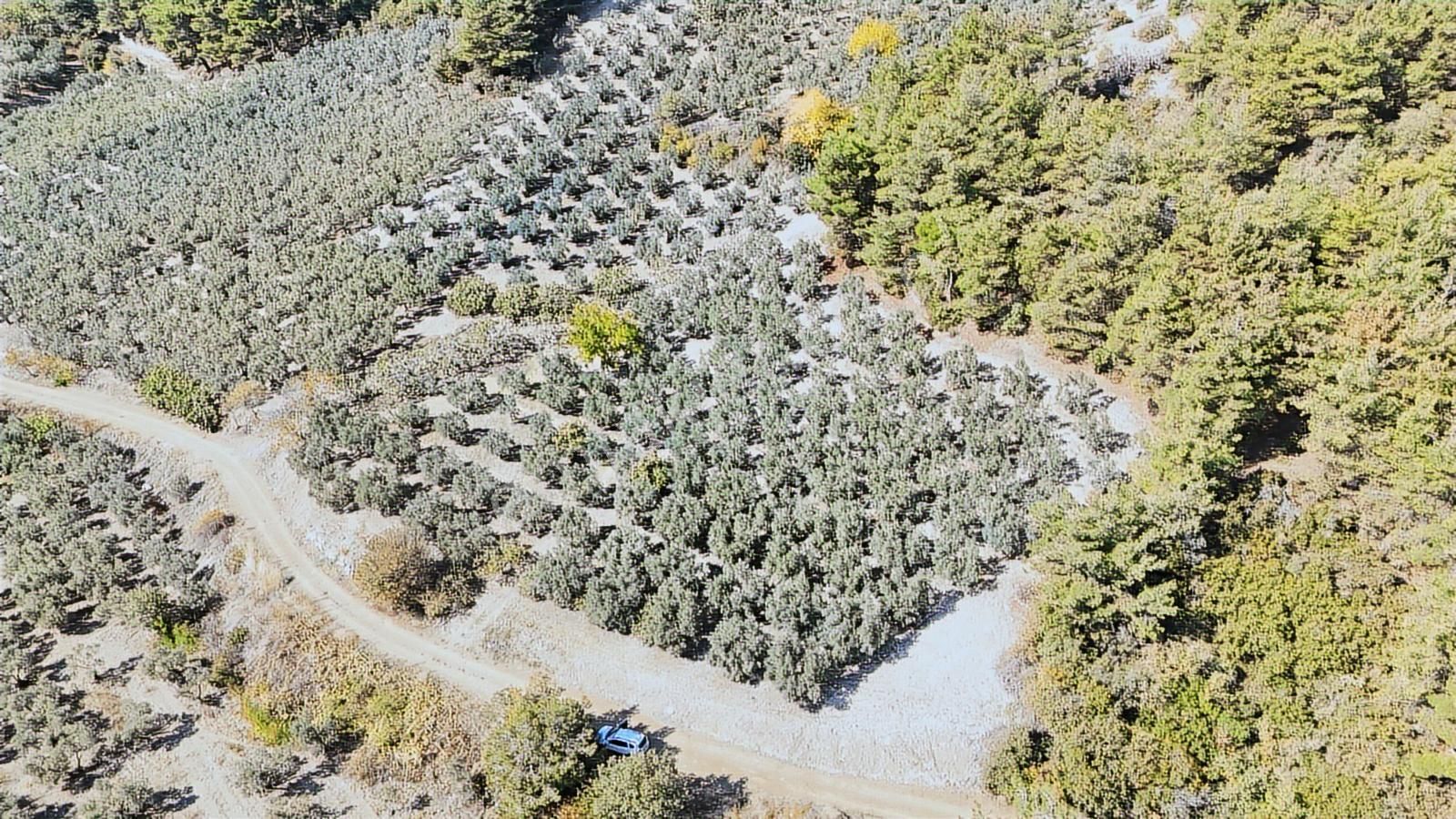 4.450m2 Çepni'ye 500 Mt. Yola Cephe , Ormana Sınır ,fırsat Arazi - Görsel 13