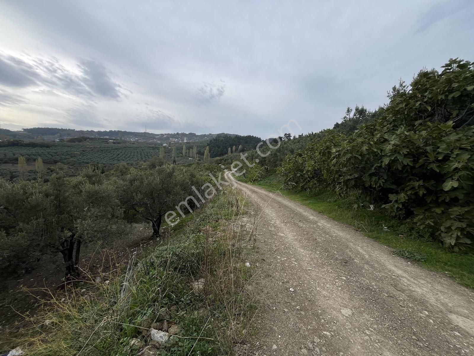 4.450m2 Çepni'ye 500 Mt. Yola Cephe , Ormana Sınır ,fırsat Arazi - Görsel 11