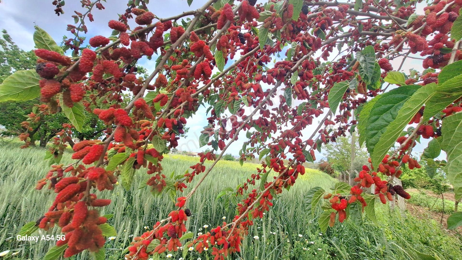 Ayrancılar İnönümahalesinde Düğün Salonlarına Yakın Satılık Tarla - Görsel 7