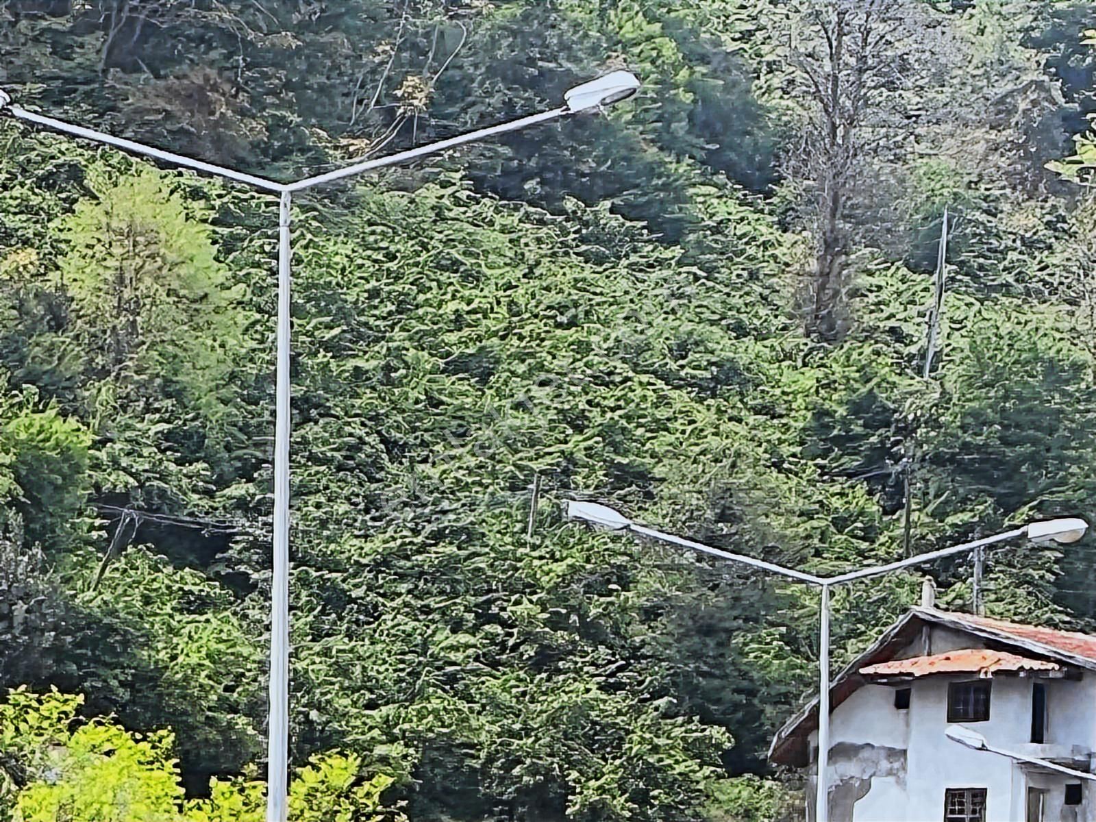 Gülyalı Da Satılık Fındık Bahçesi - Görsel 15