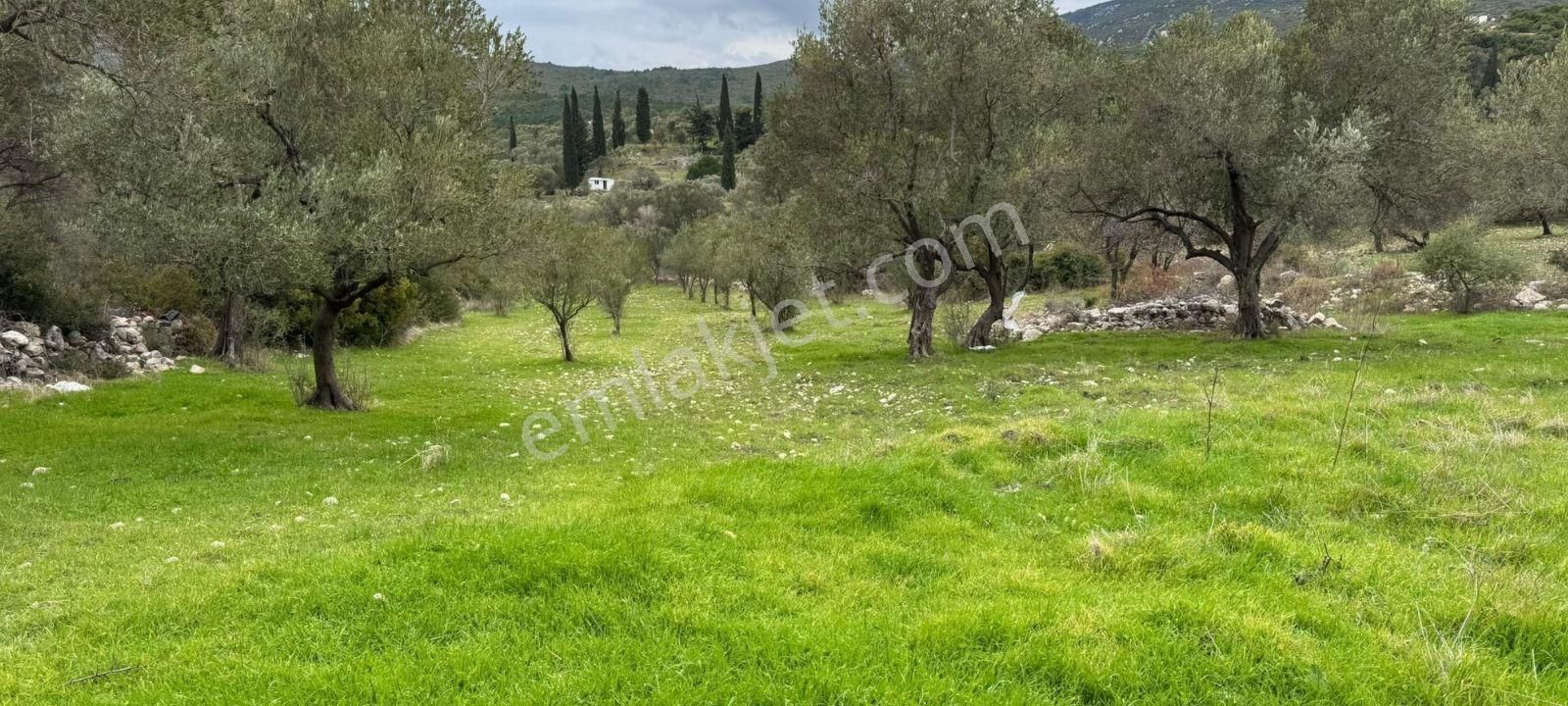 Kösederede Kadastral Yola Cepheli Bakımlı Zeytinlik - Görsel 6