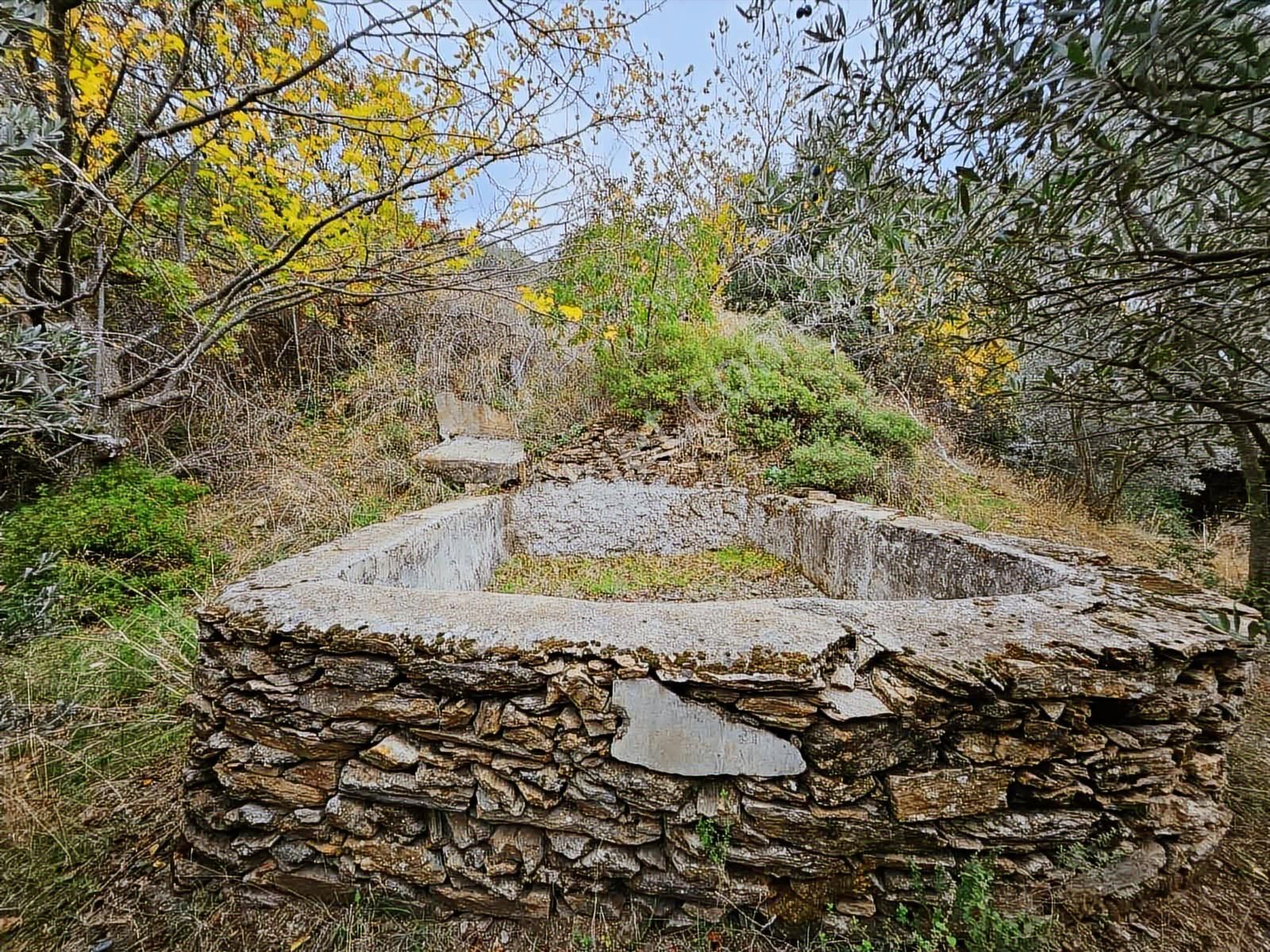 Taş Evli 19 Dönüm Zeytinlik Milas Akçalı - Görsel 8