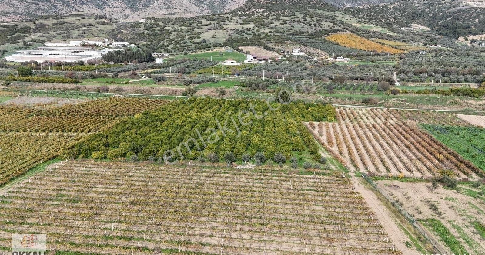 Okkalı Emlak Tan Menemen Yayla Mah De Satılık Müstakil Bahçe