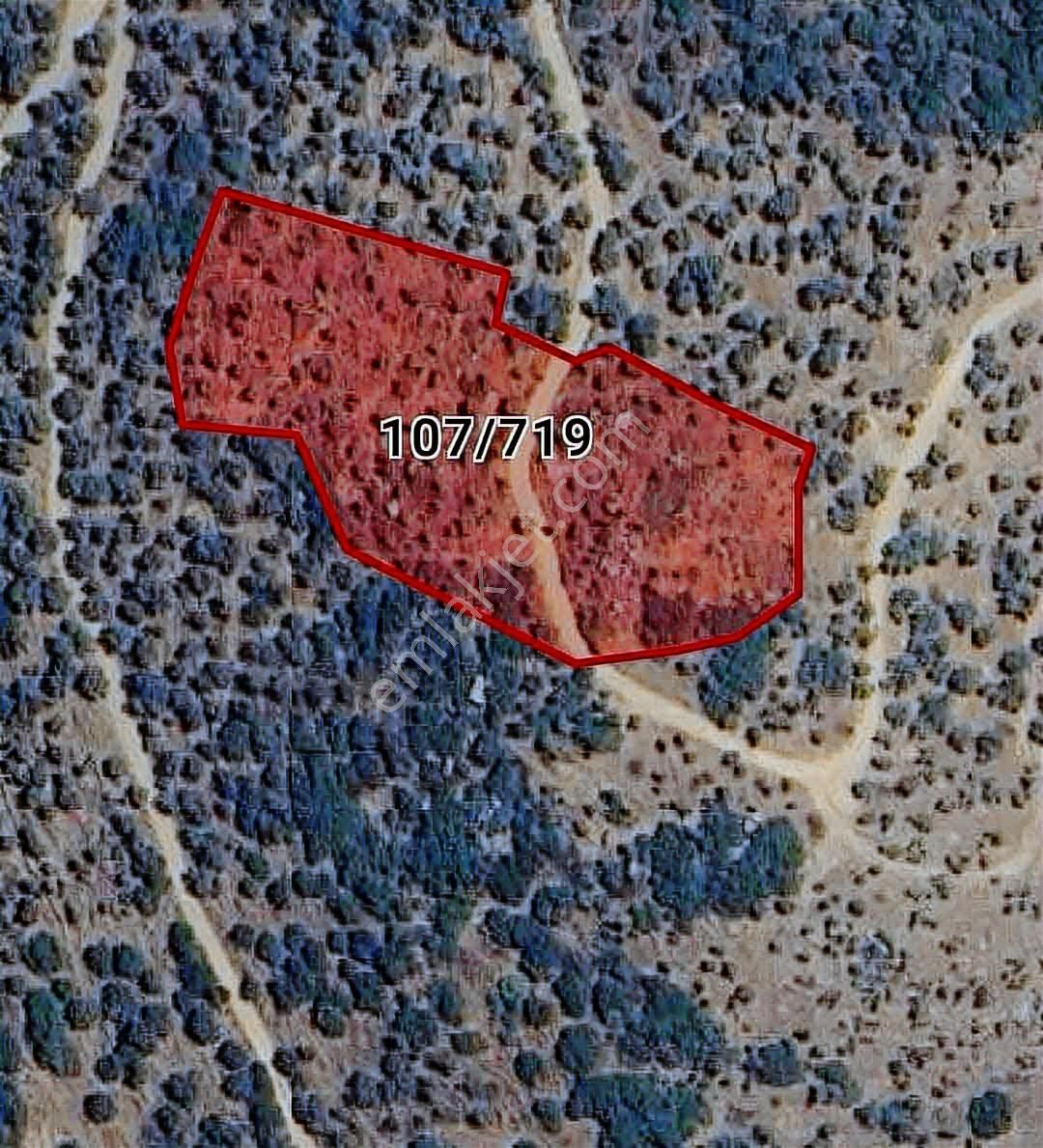 Bayındır Yeşilova Mah. Müstakil Tapulu 5.316 M2 Zeytinlik