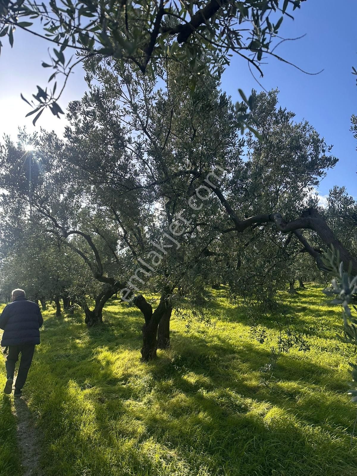 Mudanya Ömerbey İmara 5 Metre Mesafede 2514 M2 Zeytinlik - Görsel 4