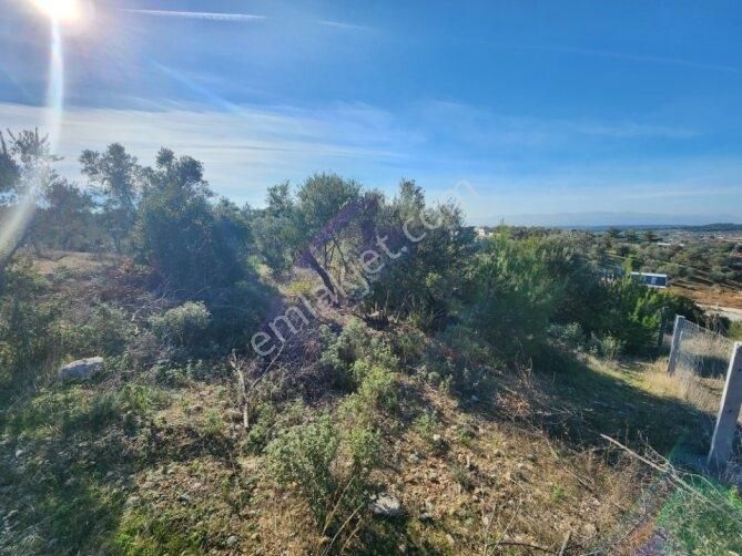 Remax Arma'dan 585 M² Mirastan Bölme Zeytinli Tarla - Görsel 3