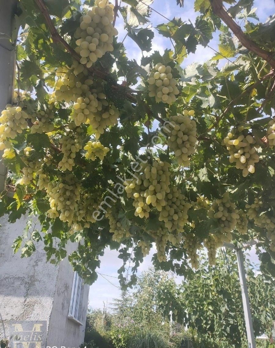 Bilecik Söğüt'te Muhteşem Bağ Evi Ve Bahçesi - Görsel 4