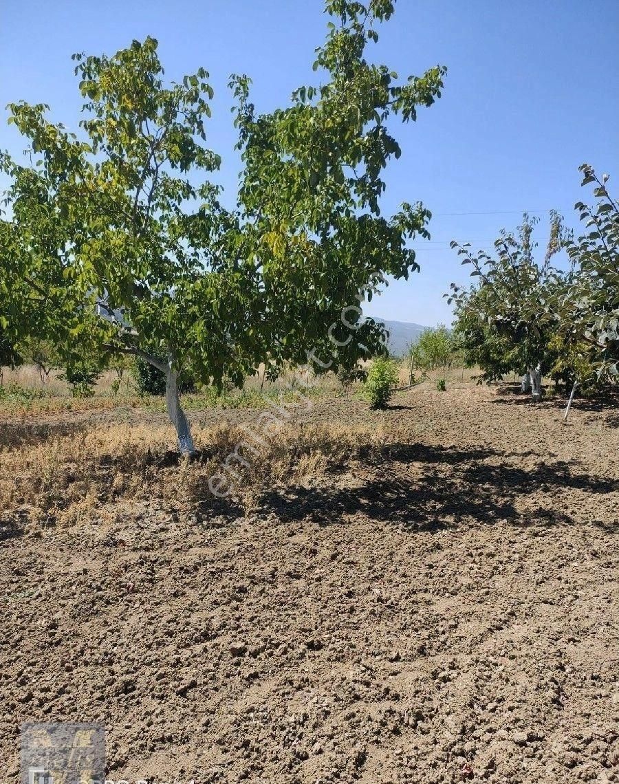 Bilecik Söğüt'te Muhteşem Bağ Evi Ve Bahçesi - Görsel 23