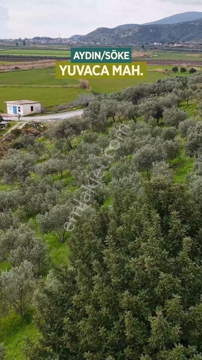 Söke Yuvacada Satılık Parsellenmiş Araziler - Görsel 5