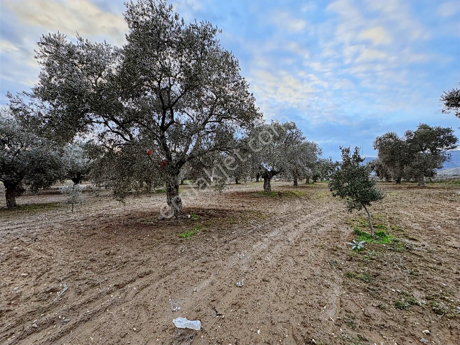 Bayındır Yeşilova Mah 4.850 M2 Yola Cepheli Zeytinlik - Görsel 10