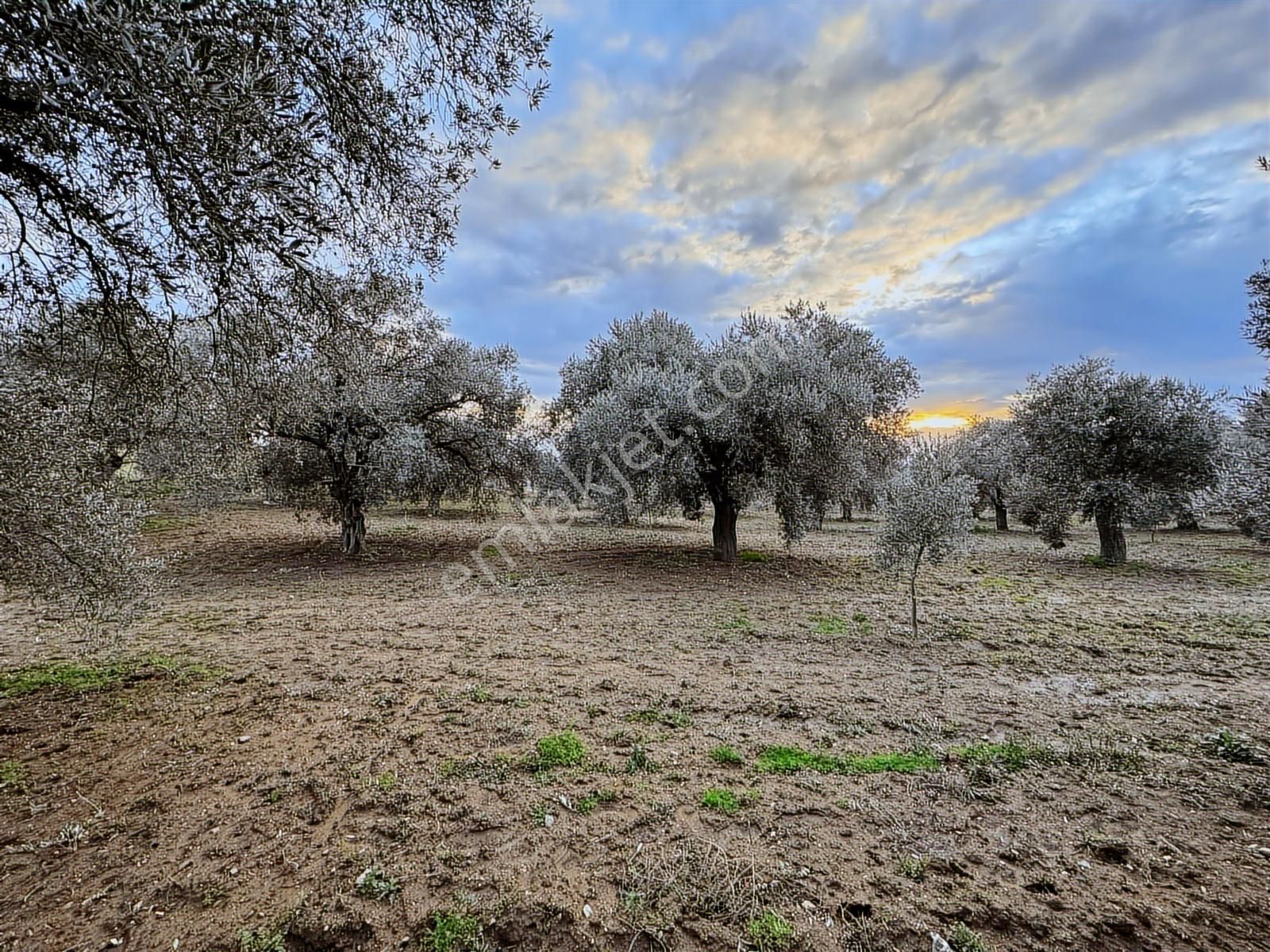 Bayındır Yeşilova Mah 4.850 M2 Yola Cepheli Zeytinlik