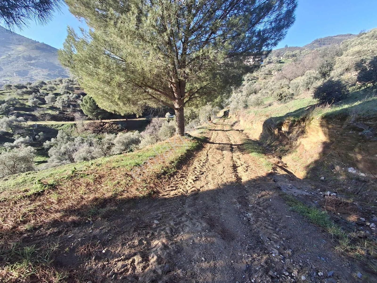 İzmir Tire Akar Emlaktan Satılık Zeytinlik - Görsel 5