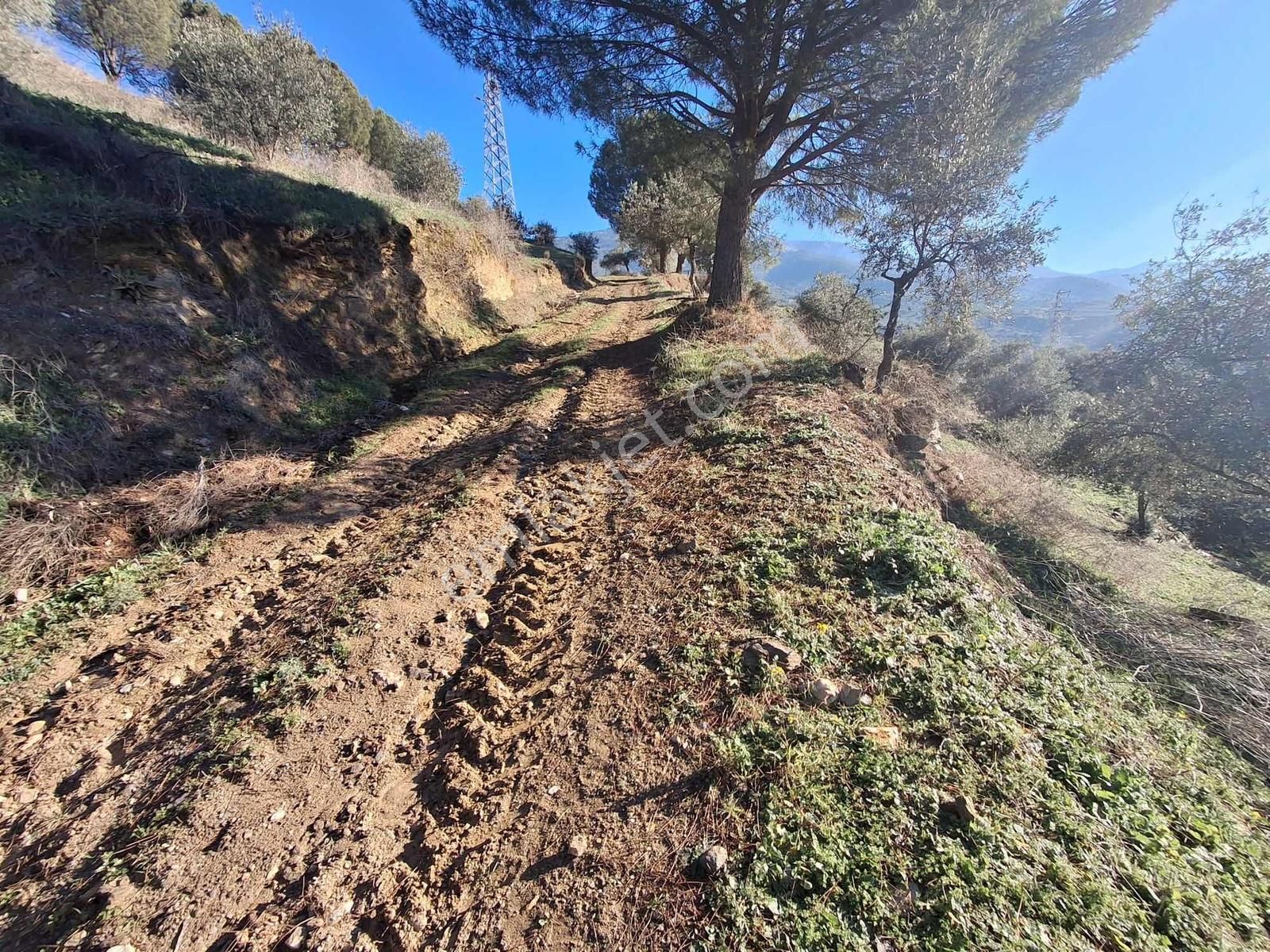 İzmir Tire Akar Emlaktan Satılık Zeytinlik - Görsel 11