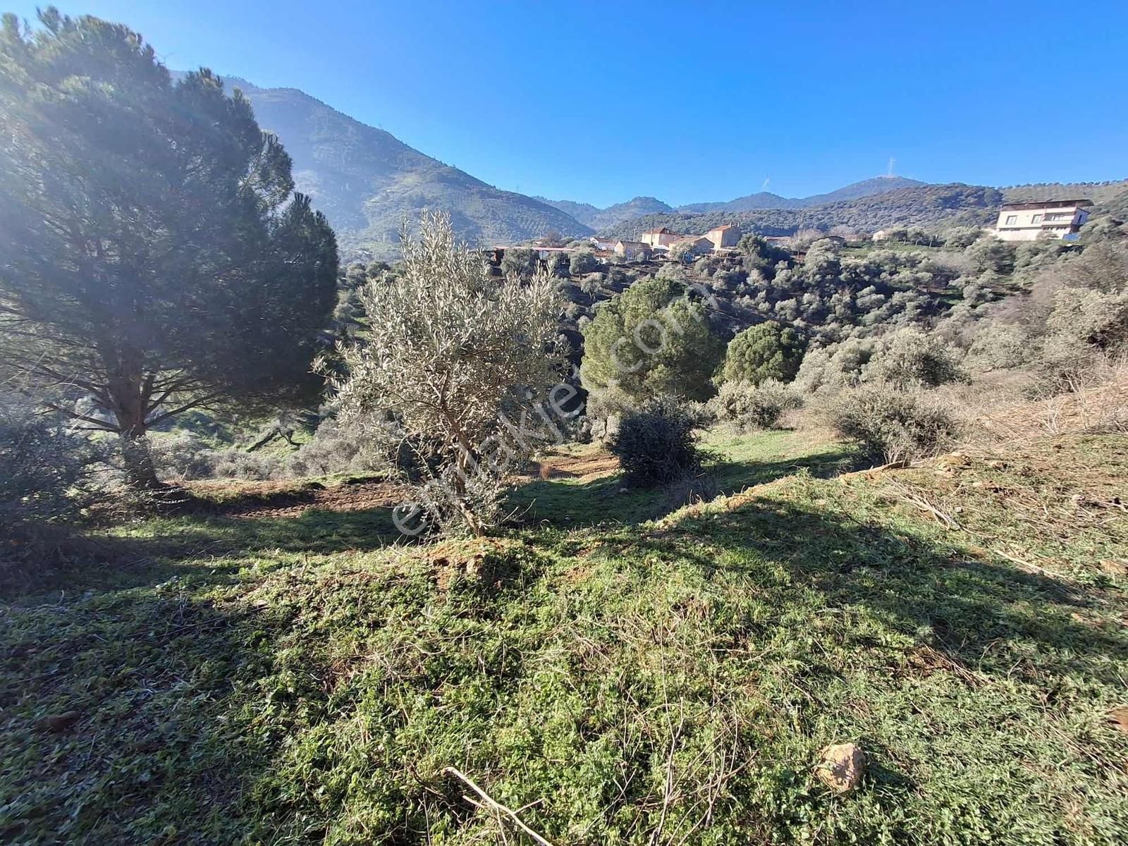 İzmir Tire Akar Emlaktan Satılık Zeytinlik - Görsel 7