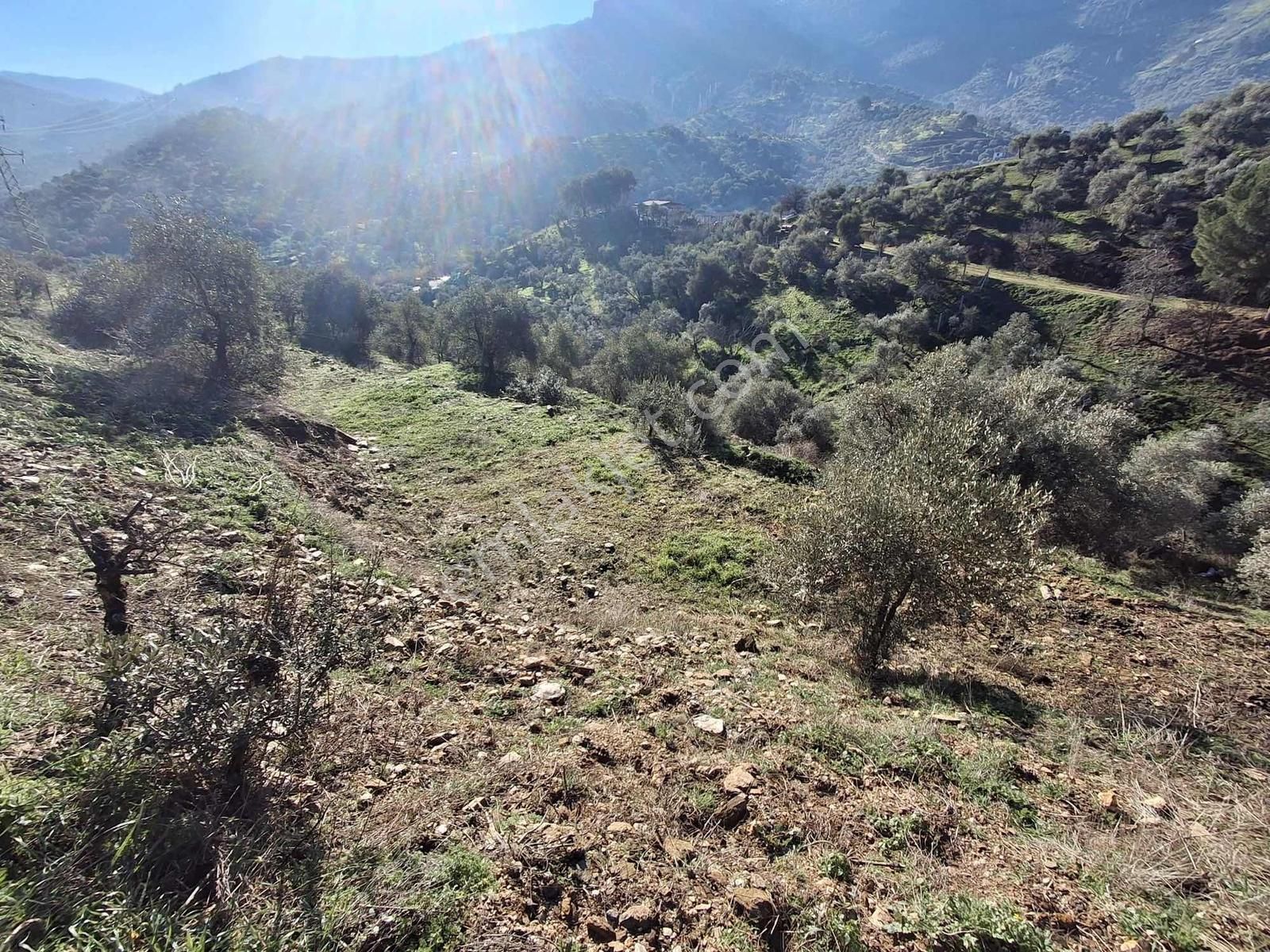 İzmir Tire Akar Emlaktan Satılık Zeytinlik - Görsel 10