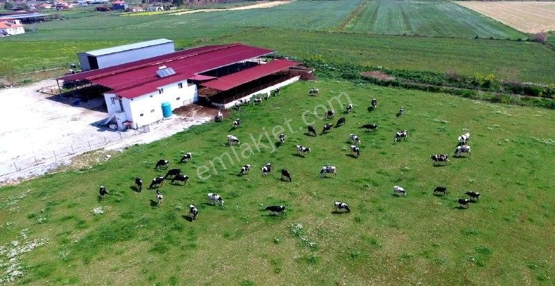 Yaşyer Tarım Ve Hayvancılık Komple Tesis Ve Arazisi Fırsat Fiyat - Görsel 34