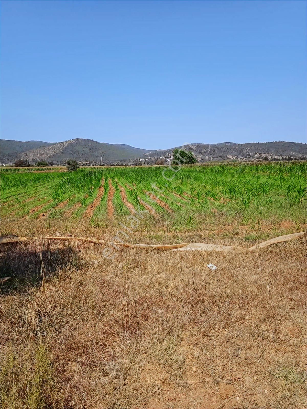 Bodrum Mumcular Satılık Tarla
