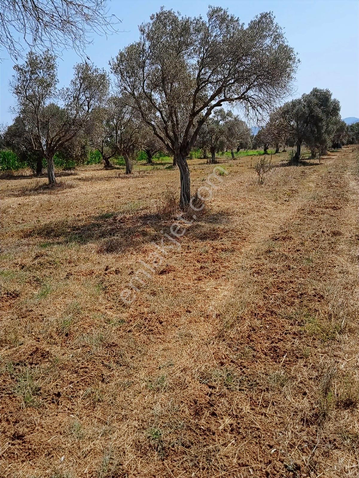 Bodrum Mumcular Satılık Tarla - Görsel 3