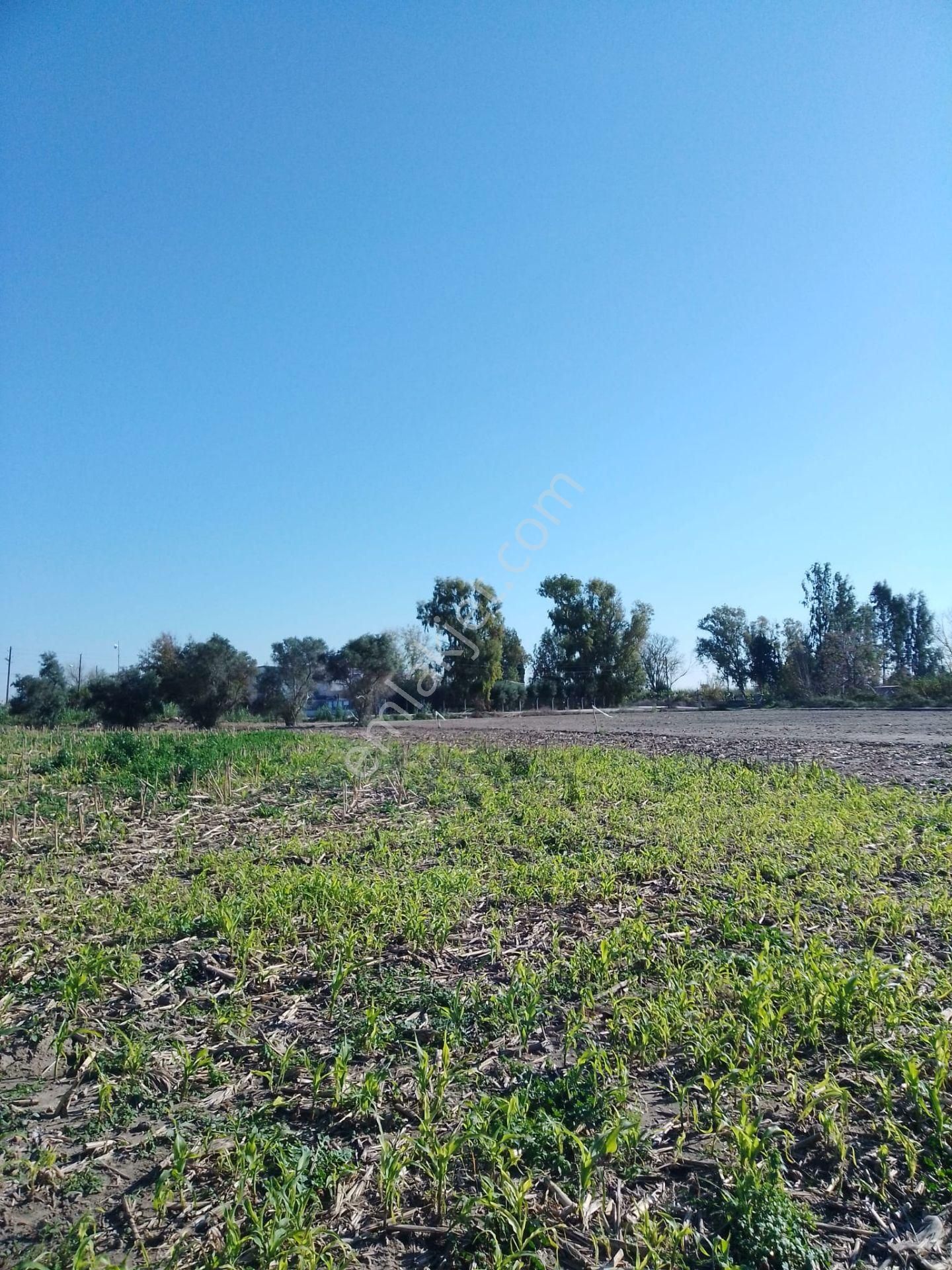 Karataş Yassıören Mah.köy İçinde 14.000.m2 Satılık Arsa........... - Görsel 2