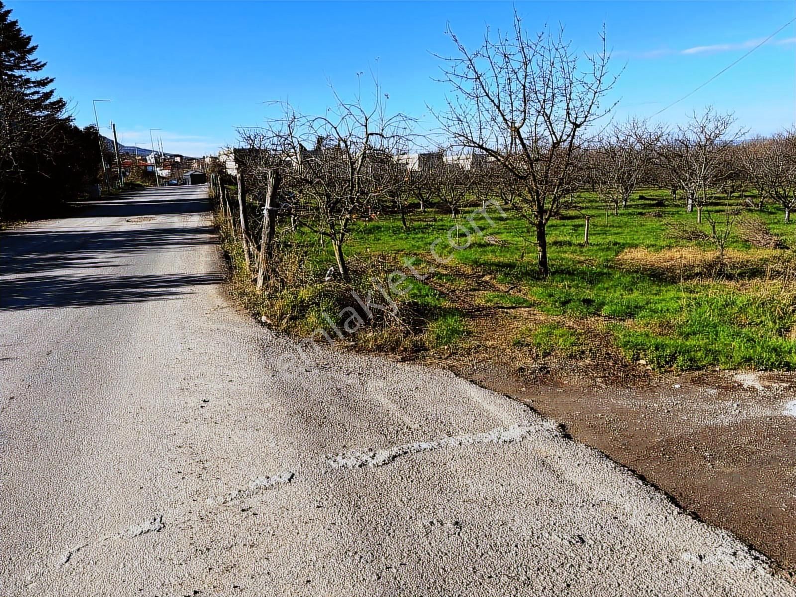 Kartepede Cadde Cepheli Villa İmarlı 2.010 M² Erik Bahçesi - Görsel 3