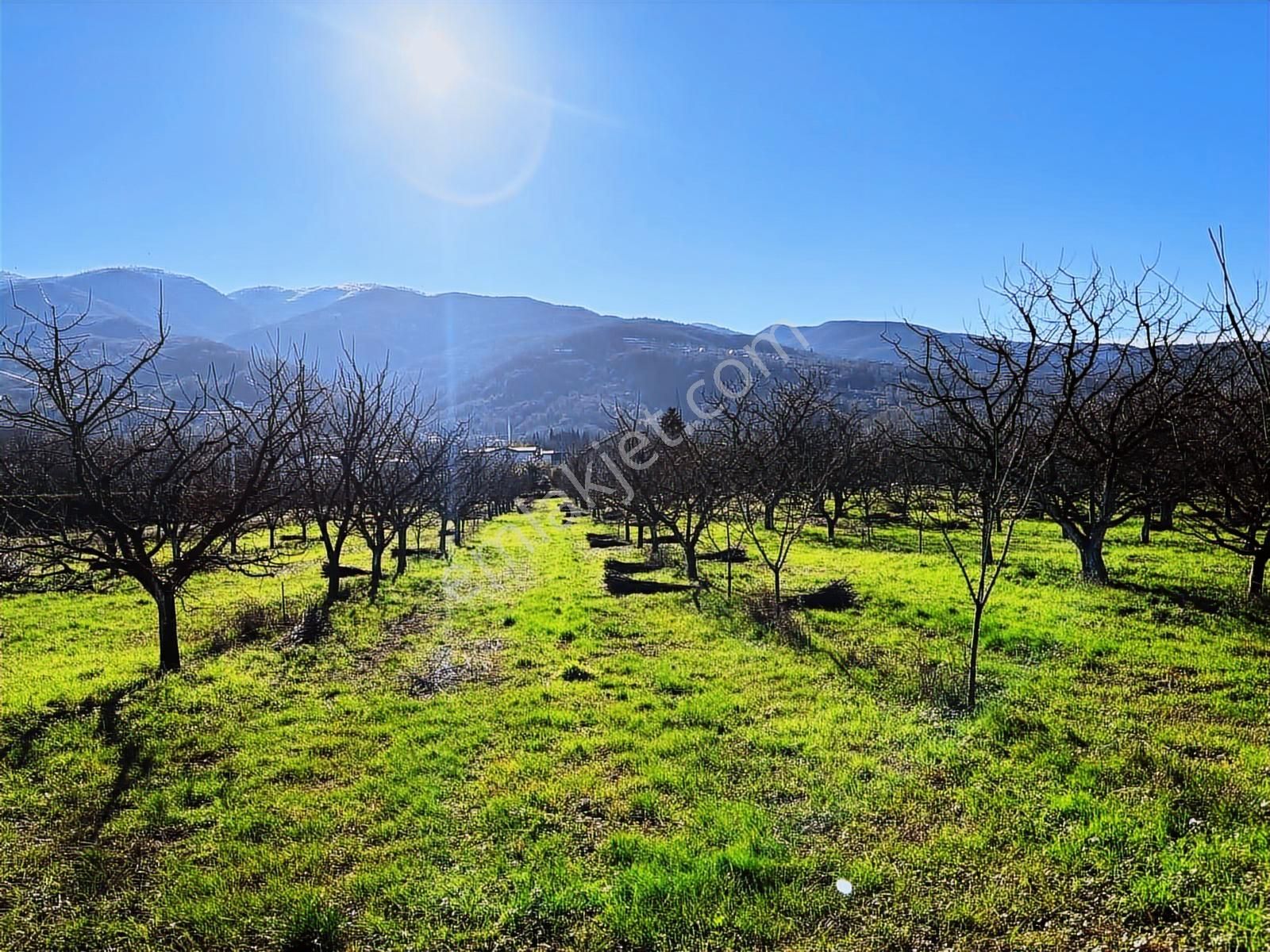 Kartepede Cadde Cepheli Villa İmarlı 2.010 M² Erik Bahçesi