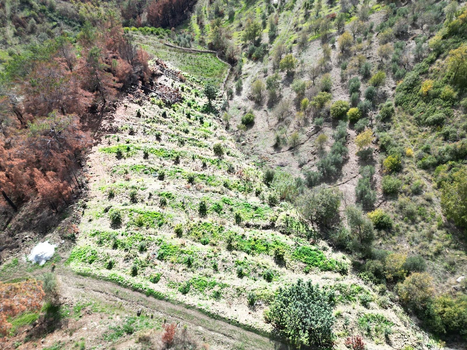 Alanya Şıhlar Köyü Merkezinde 4.460 M2 Satılık Tarla - Görsel 13
