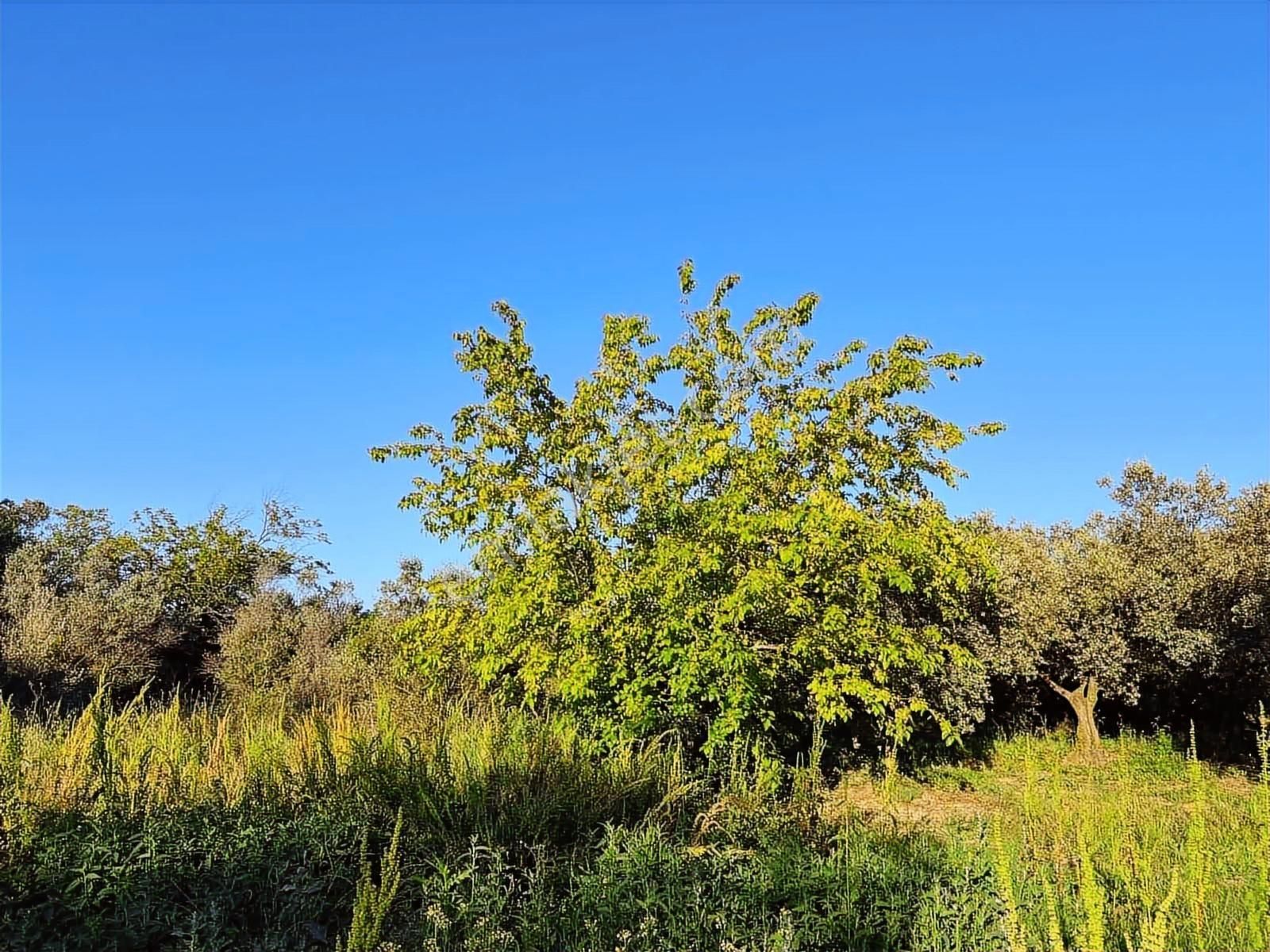 Akram'dan Acill Halilbey'de Satılık Kupon Arazi