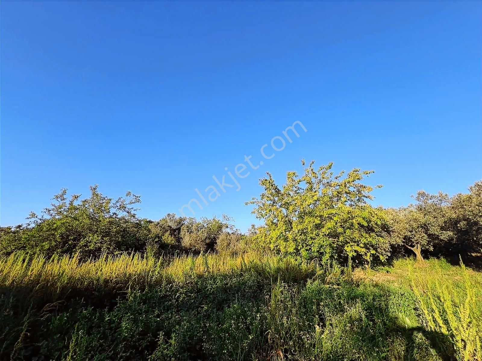 Akram'dan Acill Halilbey'de Satılık Kupon Arazi - Görsel 2