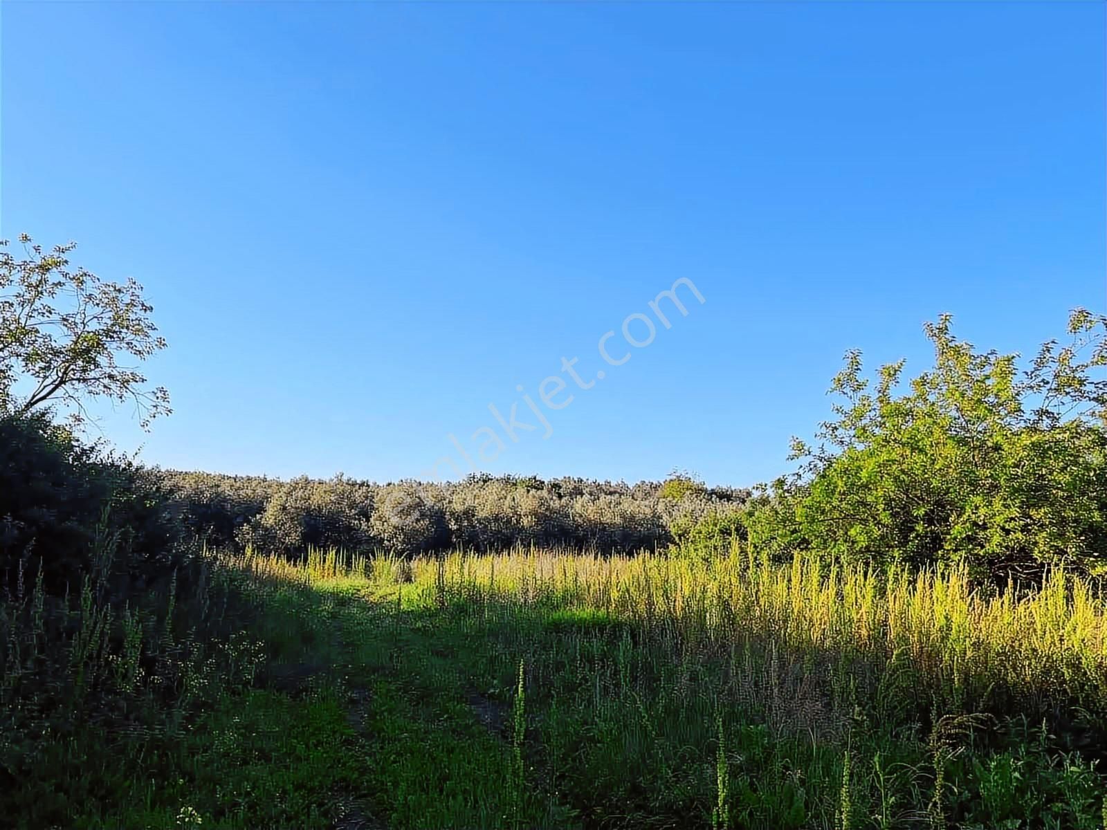 Akram'dan Acill Halilbey'de Satılık Kupon Arazi - Görsel 7