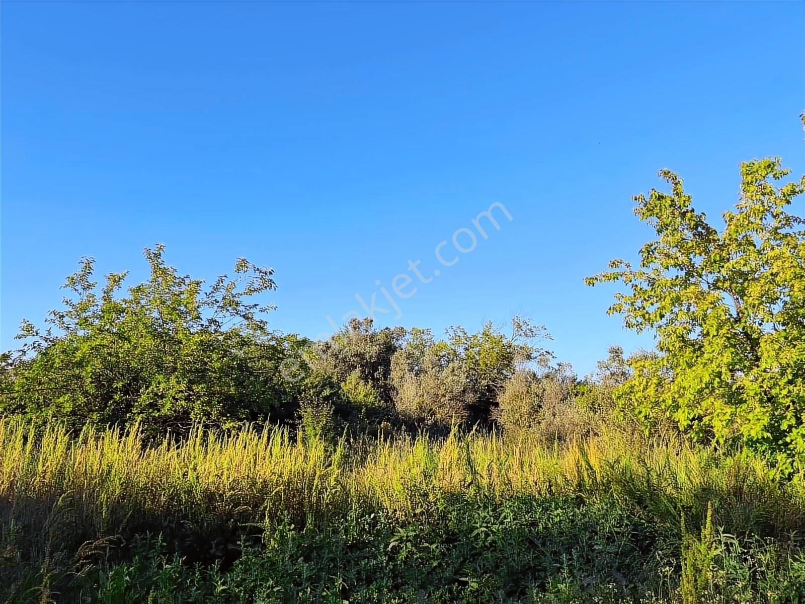 Akram'dan Acill Halilbey'de Satılık Kupon Arazi - Görsel 8