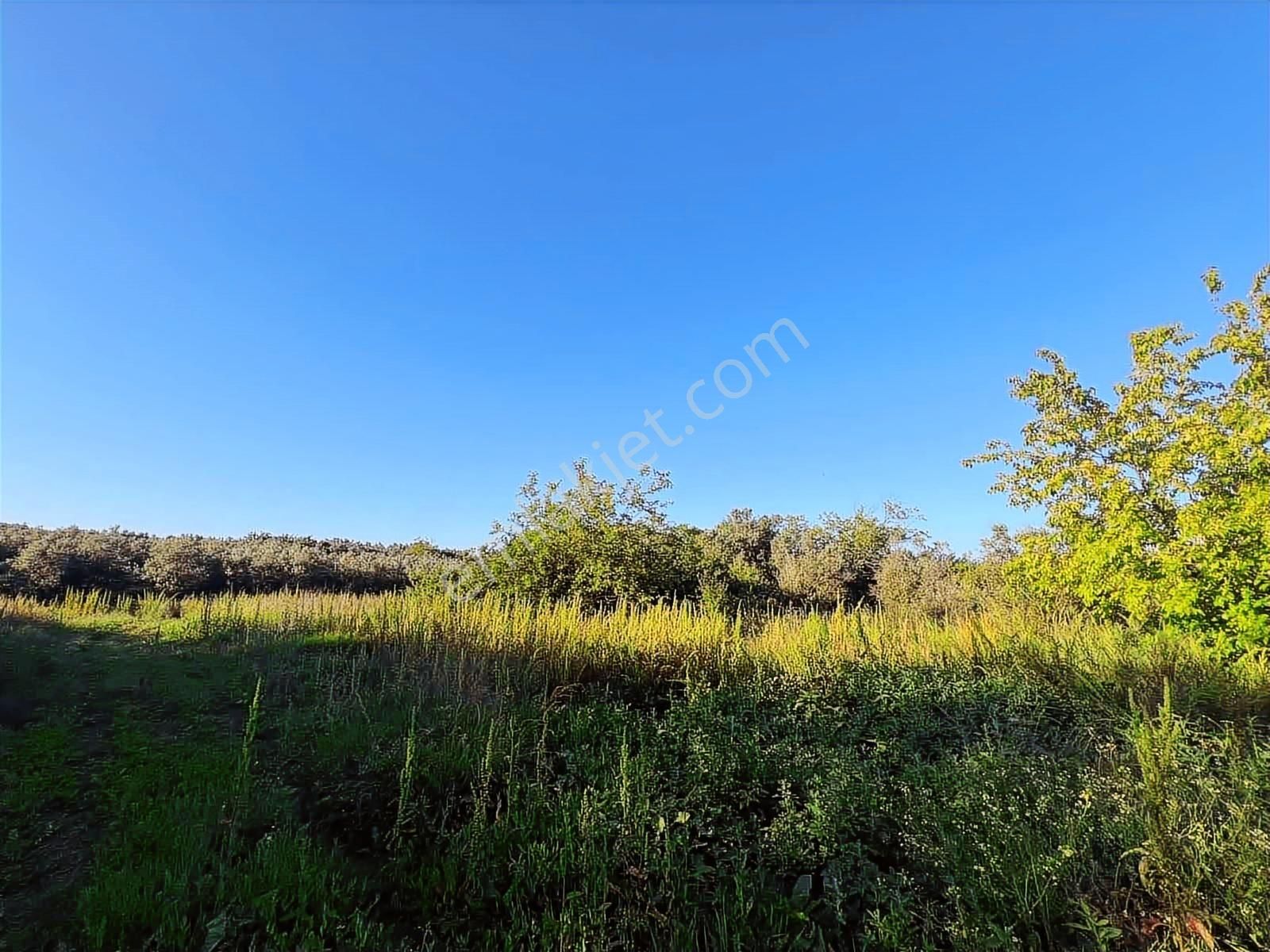 Akram'dan Acill Halilbey'de Satılık Kupon Arazi - Görsel 4