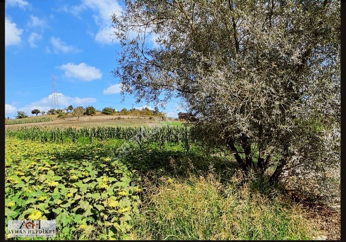 Ayhan Hepdiker Den Salmanlıda Asvalt Yola Cepheli 1.377m2 Tarla - Görsel 14