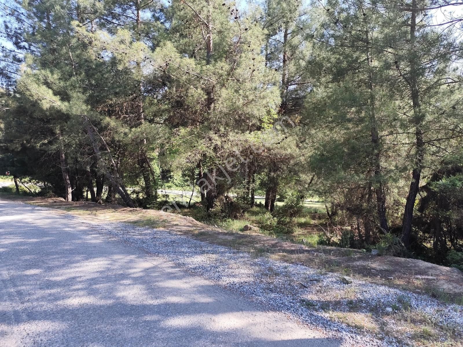 Yatırımcıya Fırsat!orhanelide Ormanın İçinde 14-18 Villalık Arsa - Görsel 13